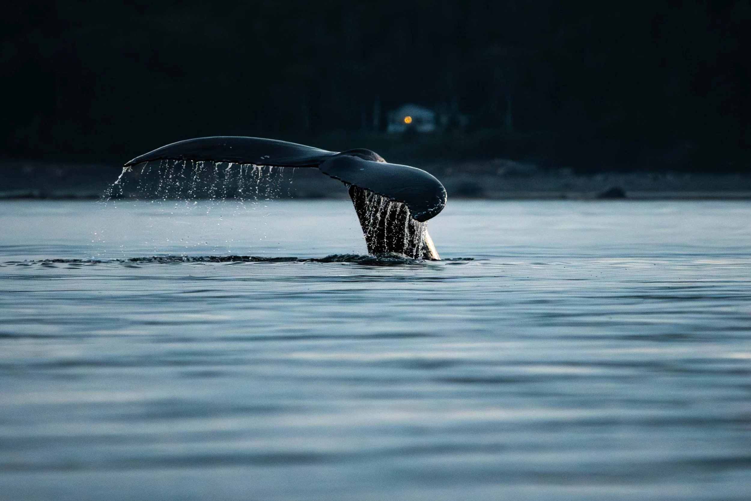 _DSC0493-Avec accentuation-Bruit.jpg