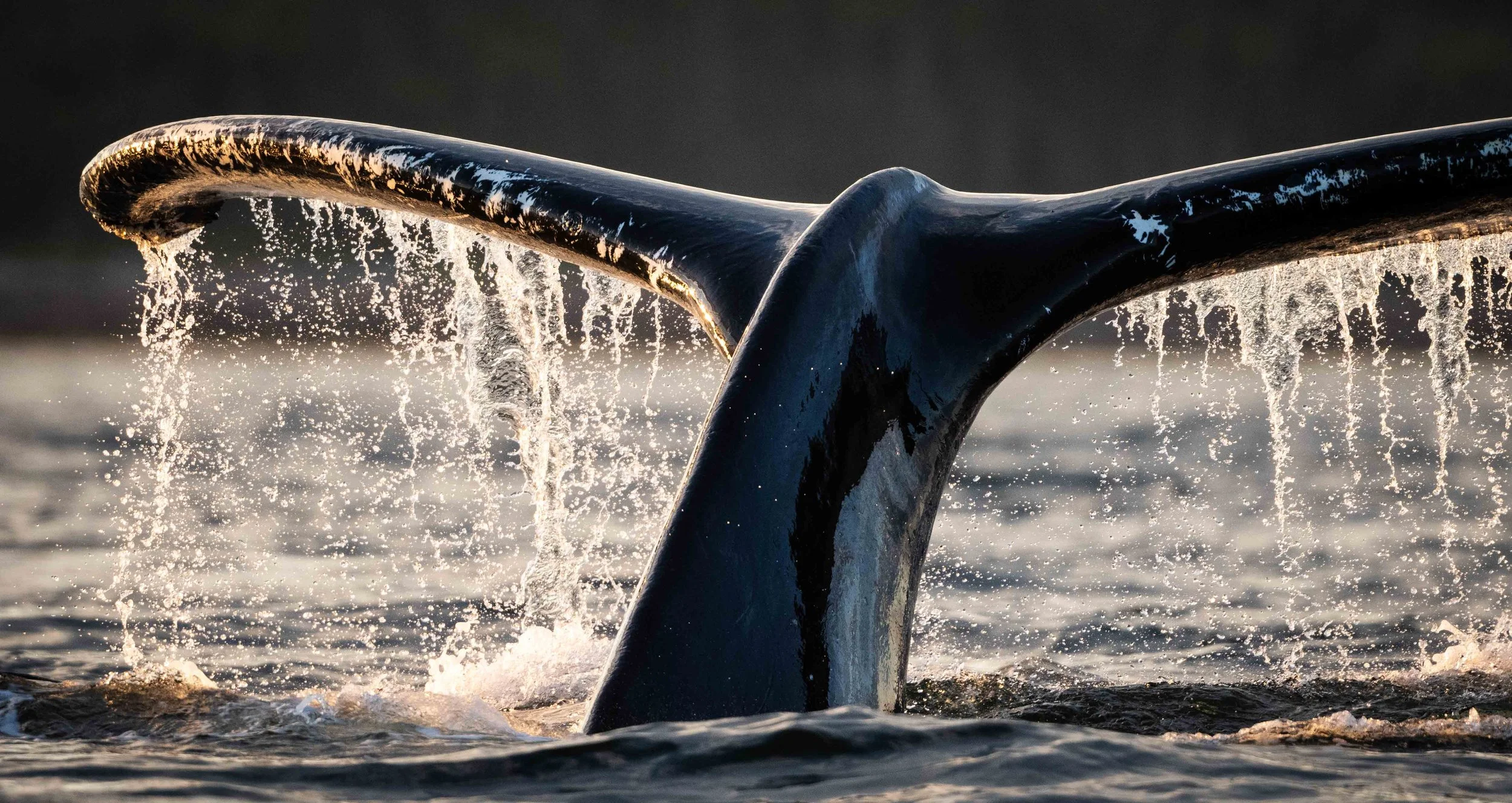 baleine à bosse queue tadoussac
