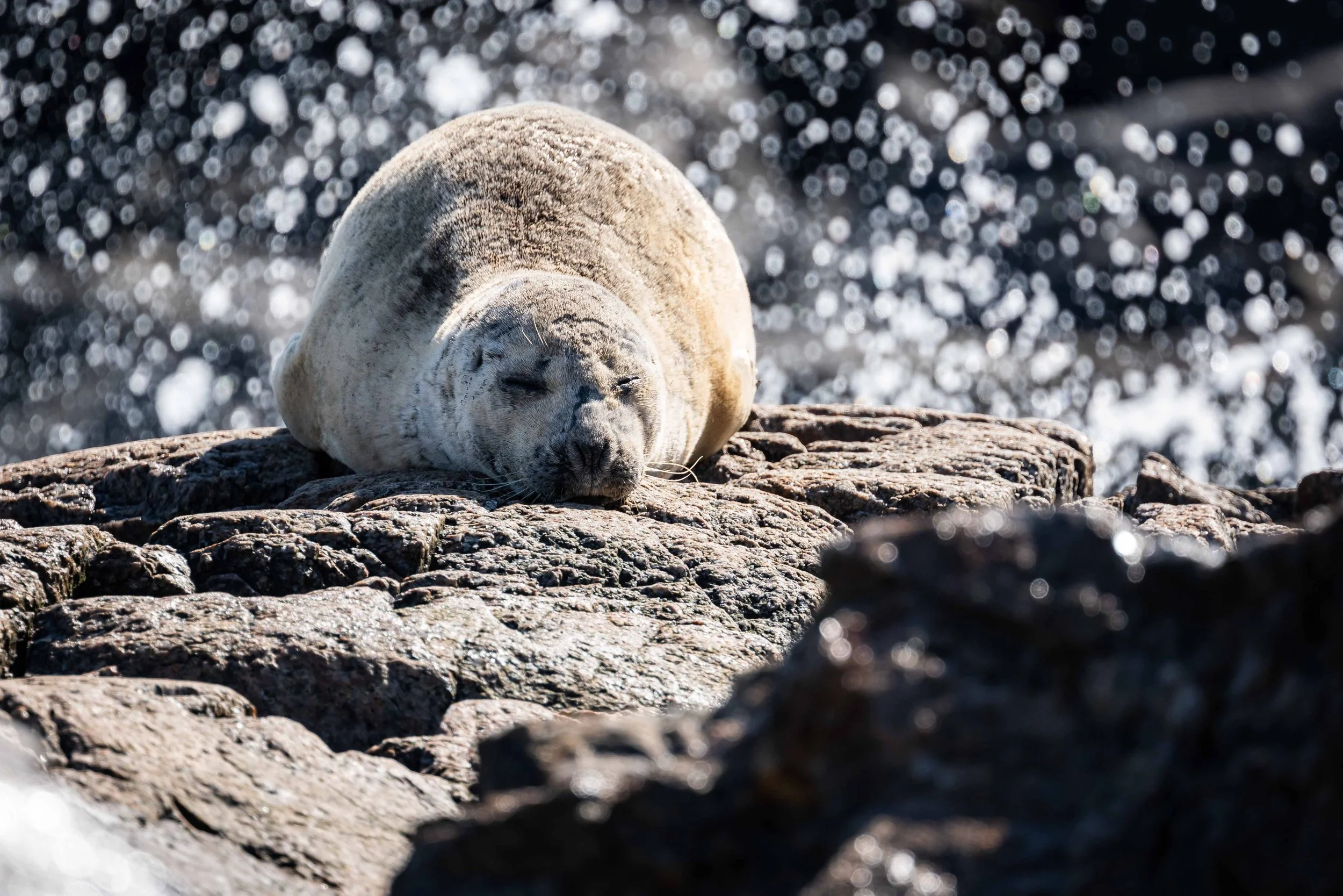 phoque commun vague seal