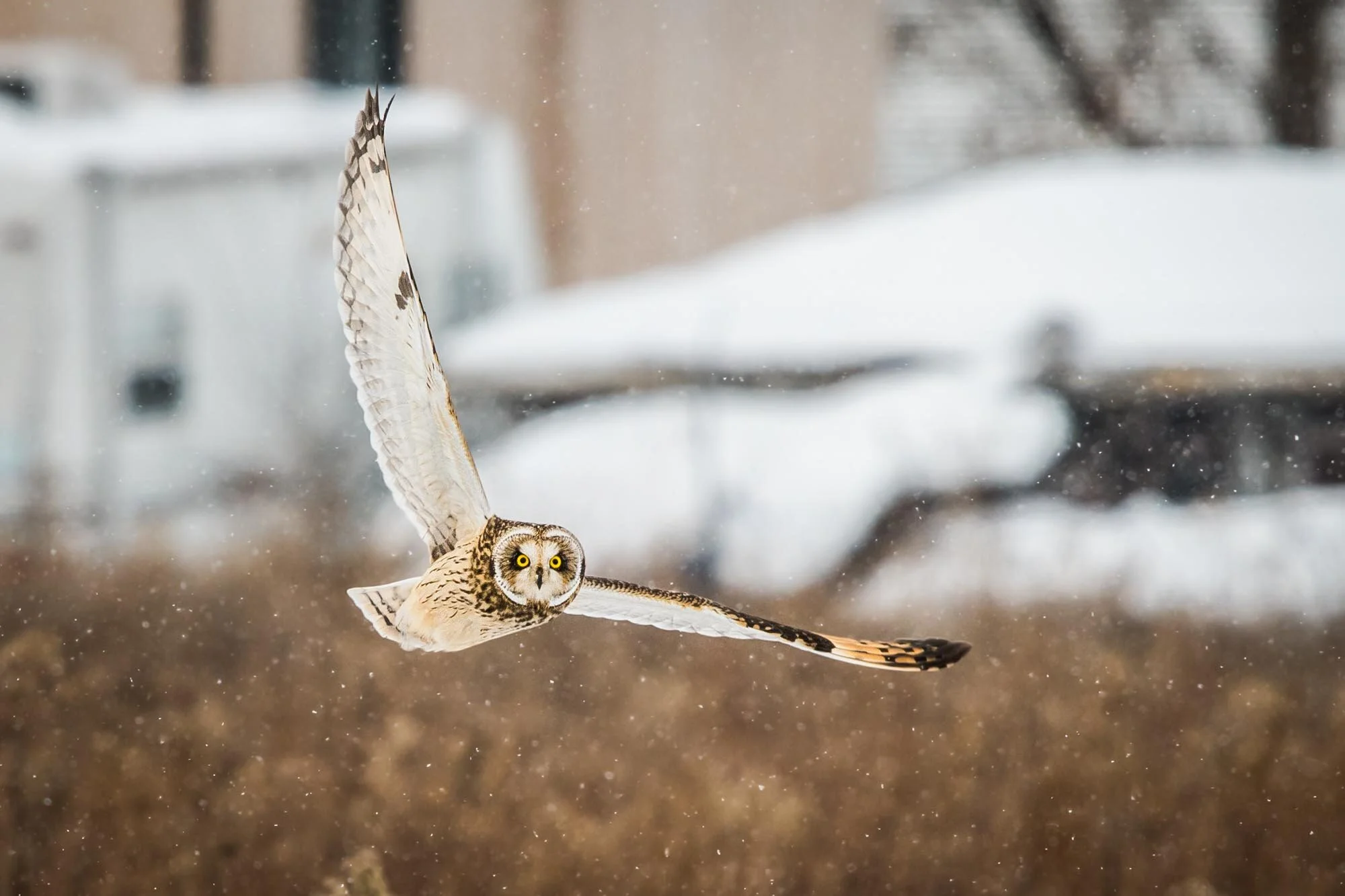 Hibou des marais Asio flammeus Short-eared Owl