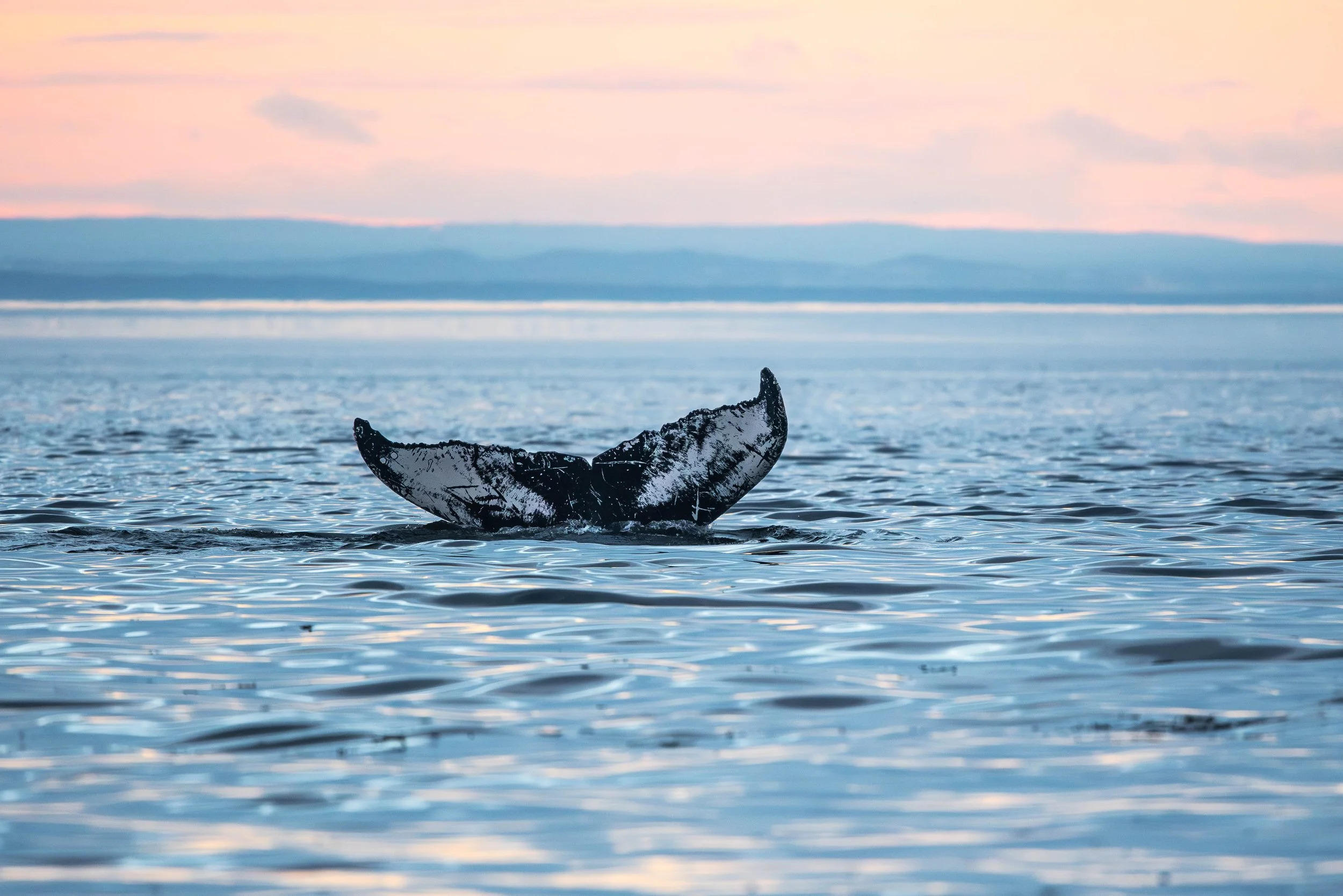 baleine à bosse rorqual tadoussac escoumins québec