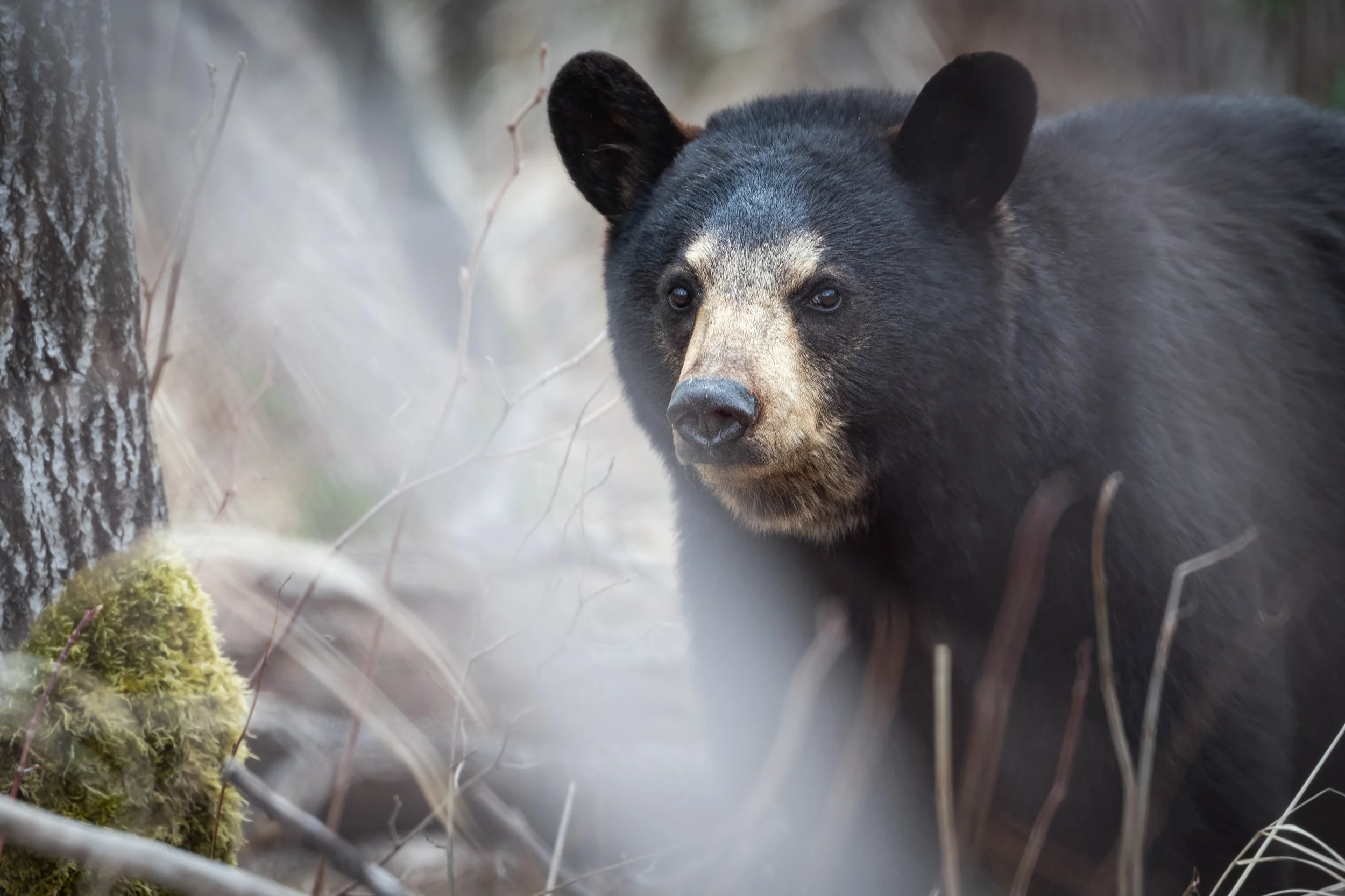 Un gros ours noir de près photographié à Bergeronnes sur la Côte-Nord du Québec
