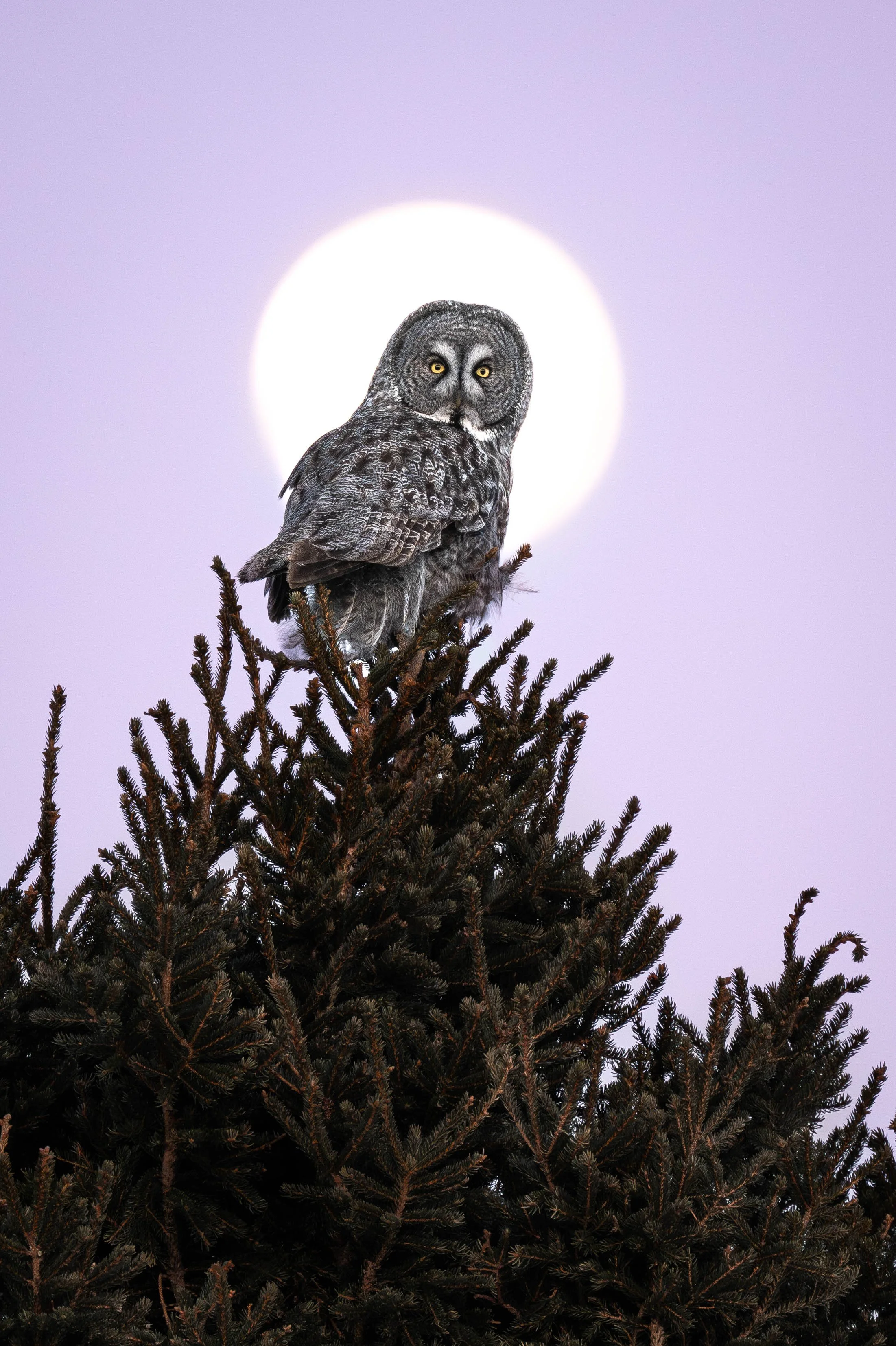 Chouette lapone perché sur un arbre devant la lune au Québec