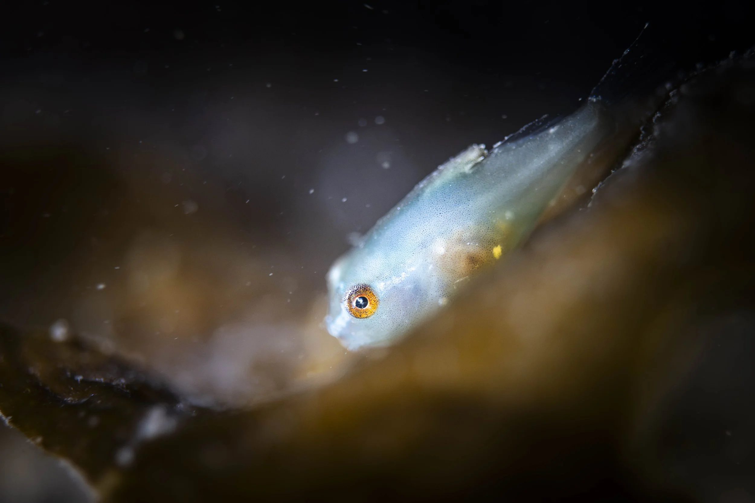lumpfish grosse poule de mer péril juvénile