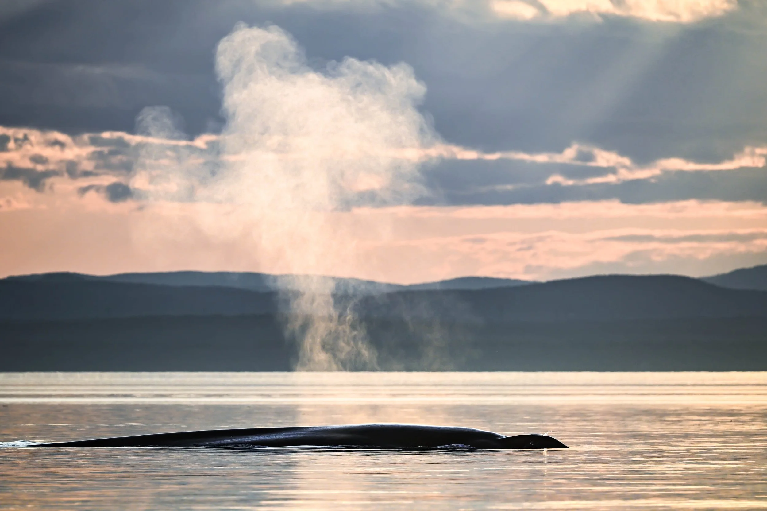 rorqual bleu baleine bleue tadoussac fleuve saint-laurent escoumins bergeronnes