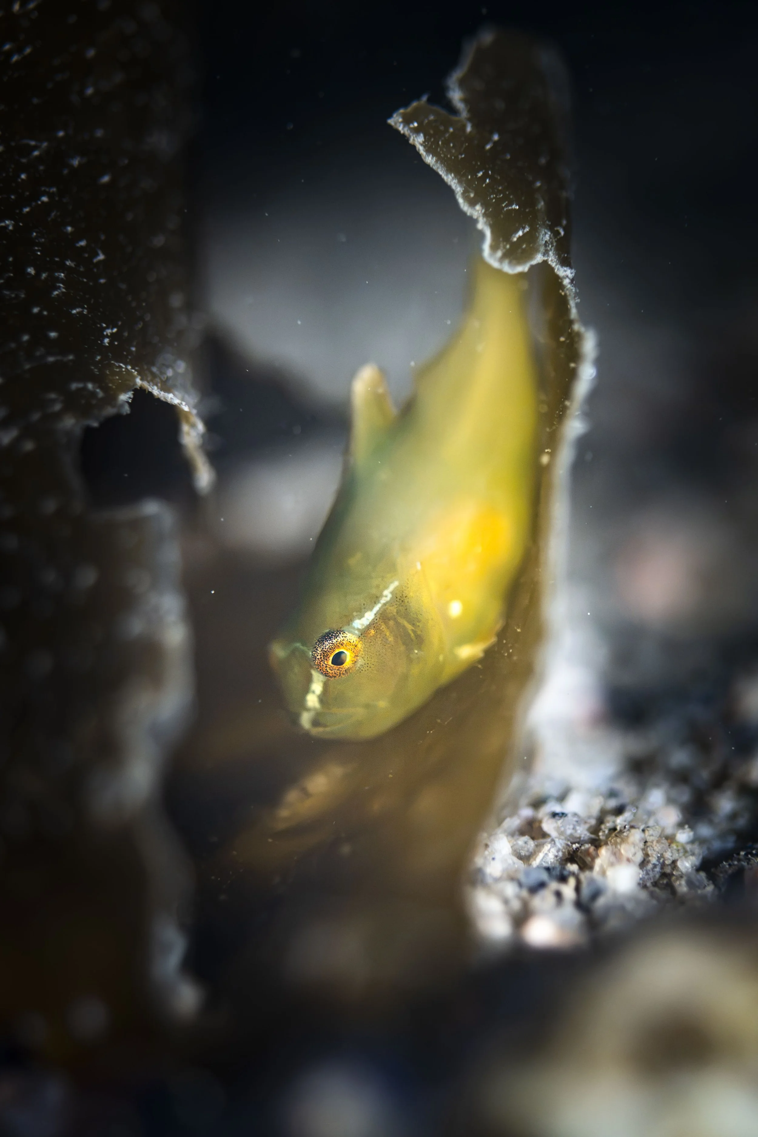 lumpfish grosse poule de mer péril juvénile