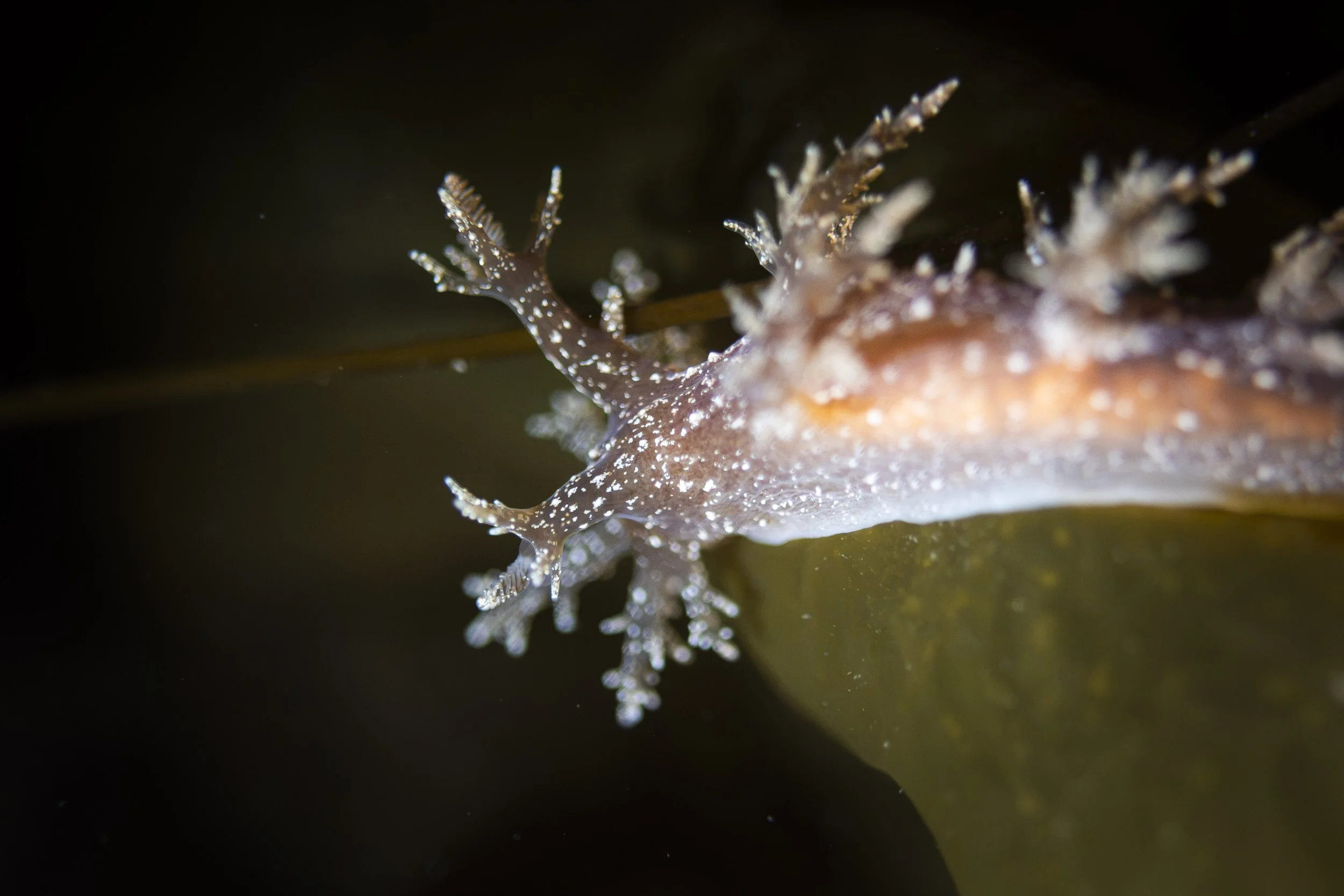 nudibranche hérissé fleuve saint-laurent bergeronnes plongée