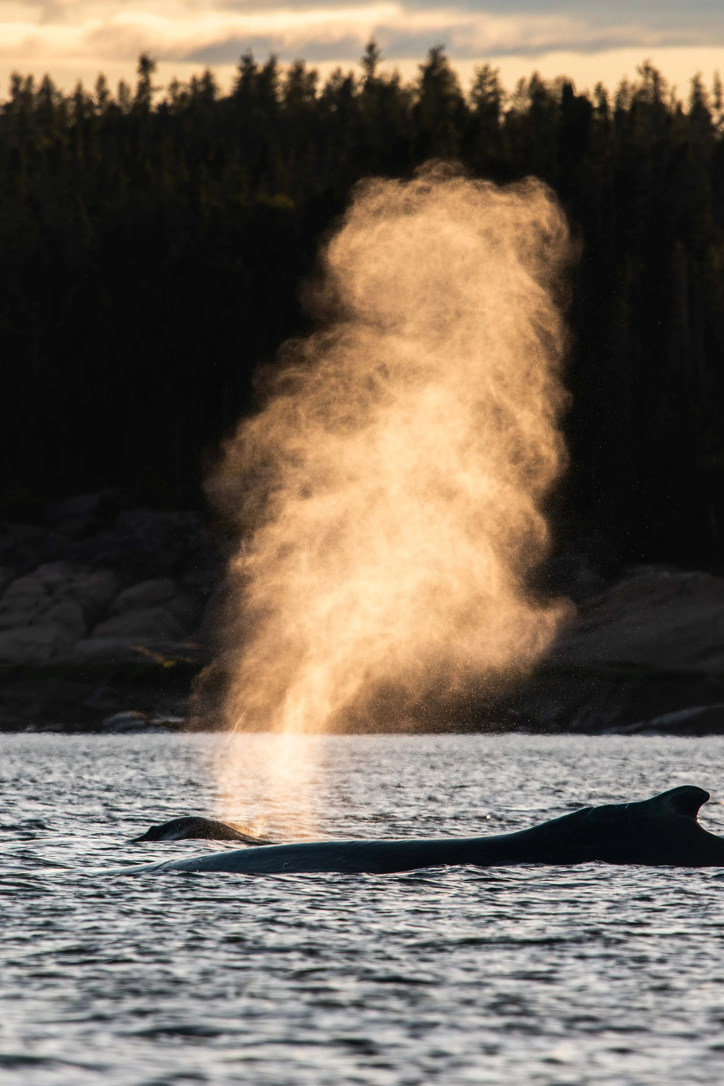 _DSC8816-Avec accentuation-Bruit.jpg