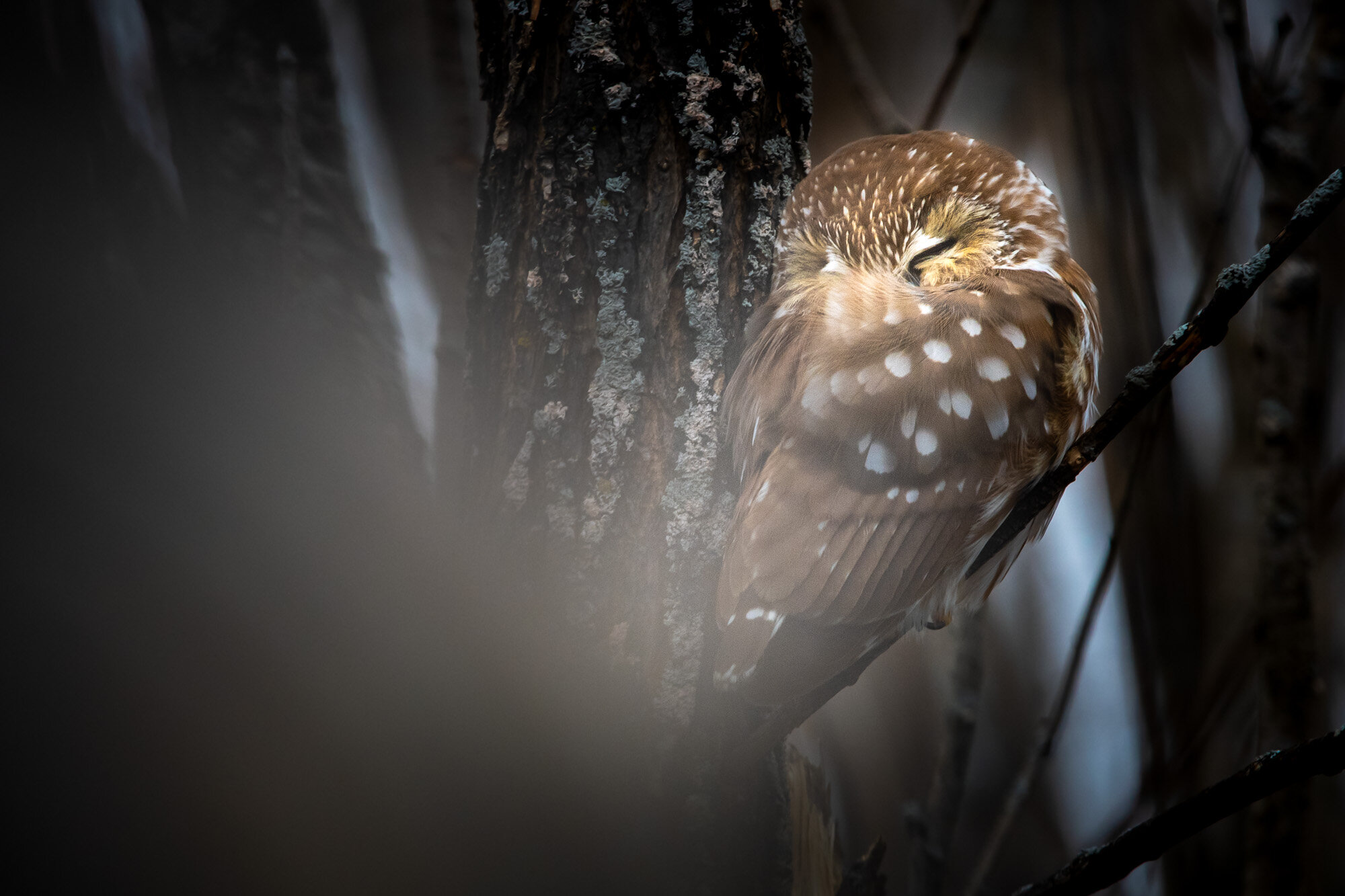 Petite Nyctale Northern Saw-whet Owl Aegolius acadicus