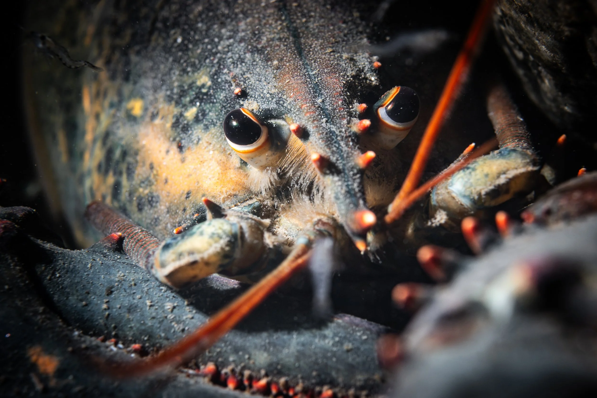 homard d'Amérique saint-laurent sous-marin