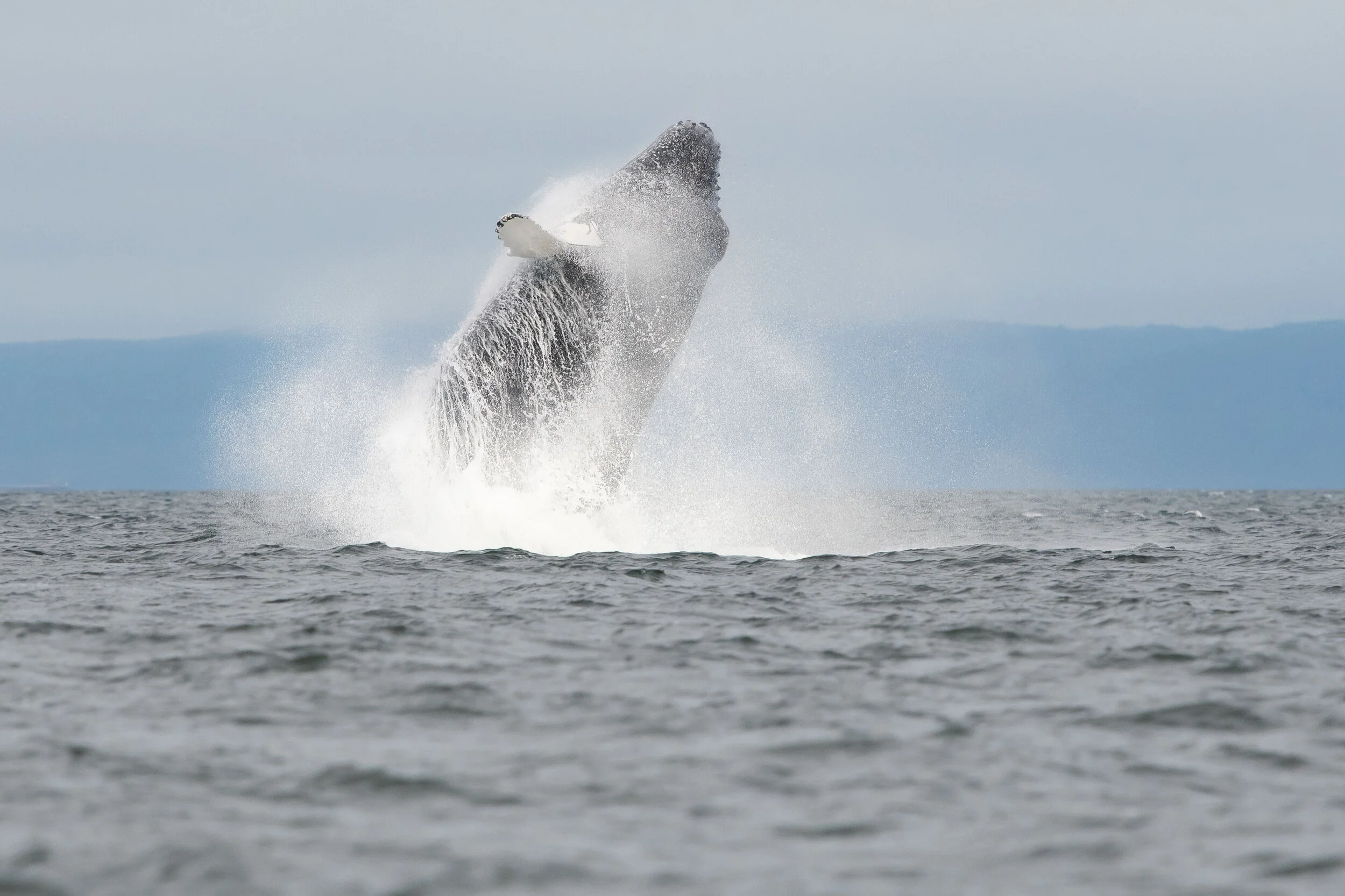 saut de baleine à bosse tadoussac saint-laurent breach humpback québec canada croisière 