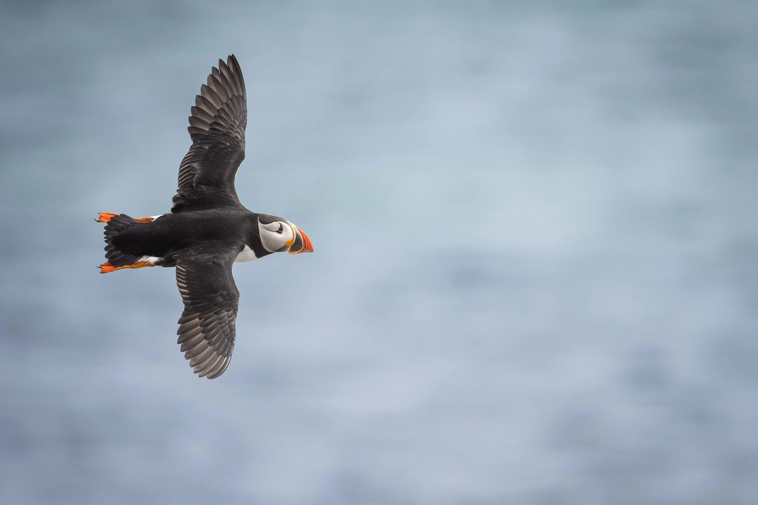 _DSC2850-Avec accentuation-Bruit.jpg