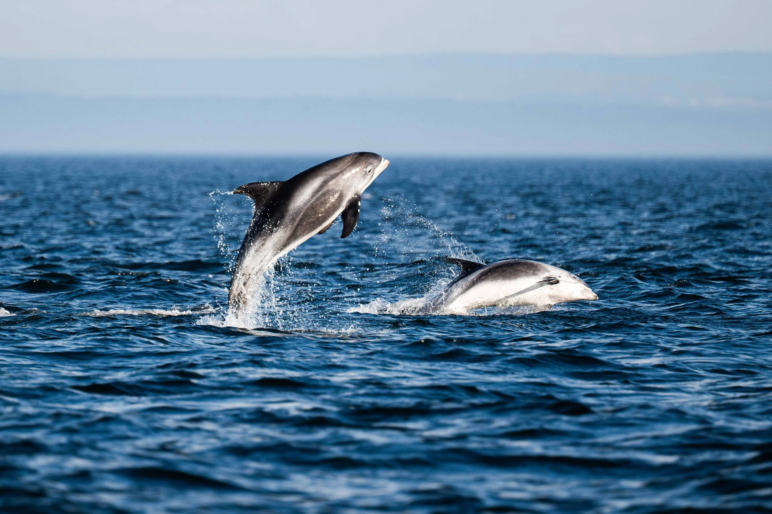 dauphin à nez blanc tadoussac