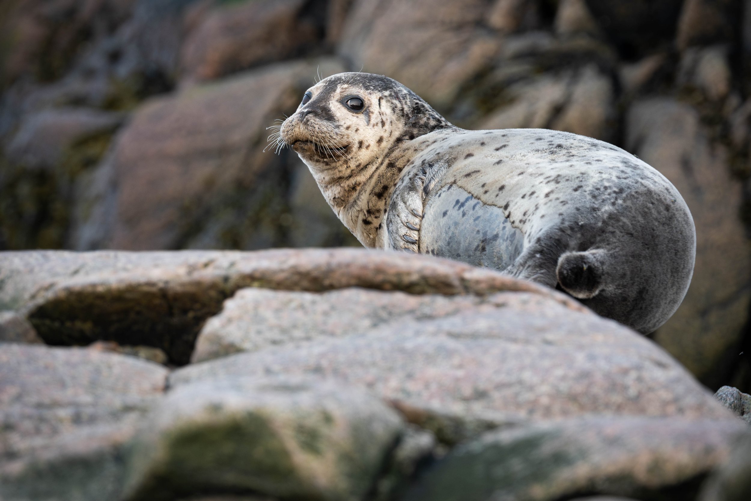 _DSC5374-Avec accentuation-Bruit.jpg