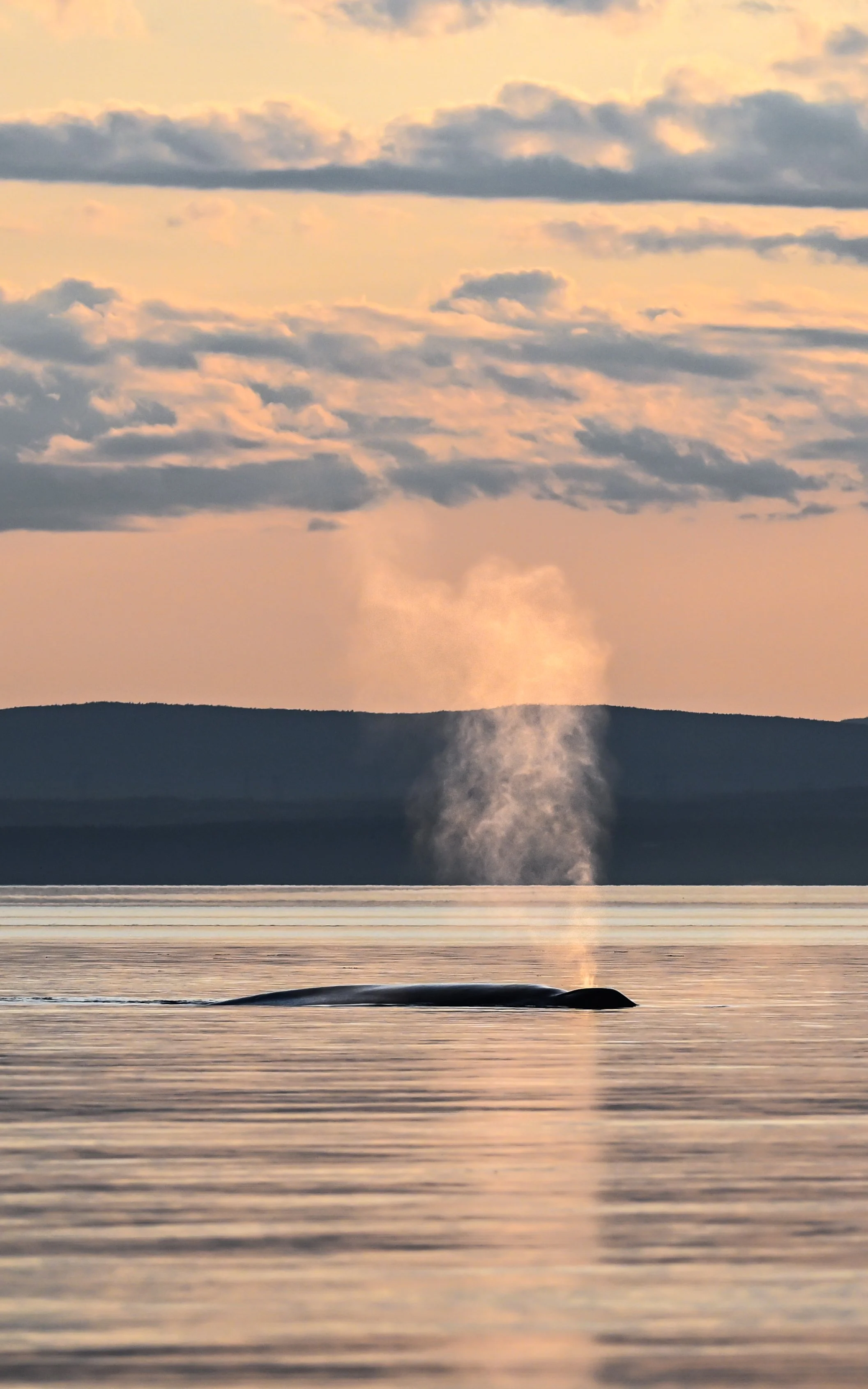 DSC_6954.jpg