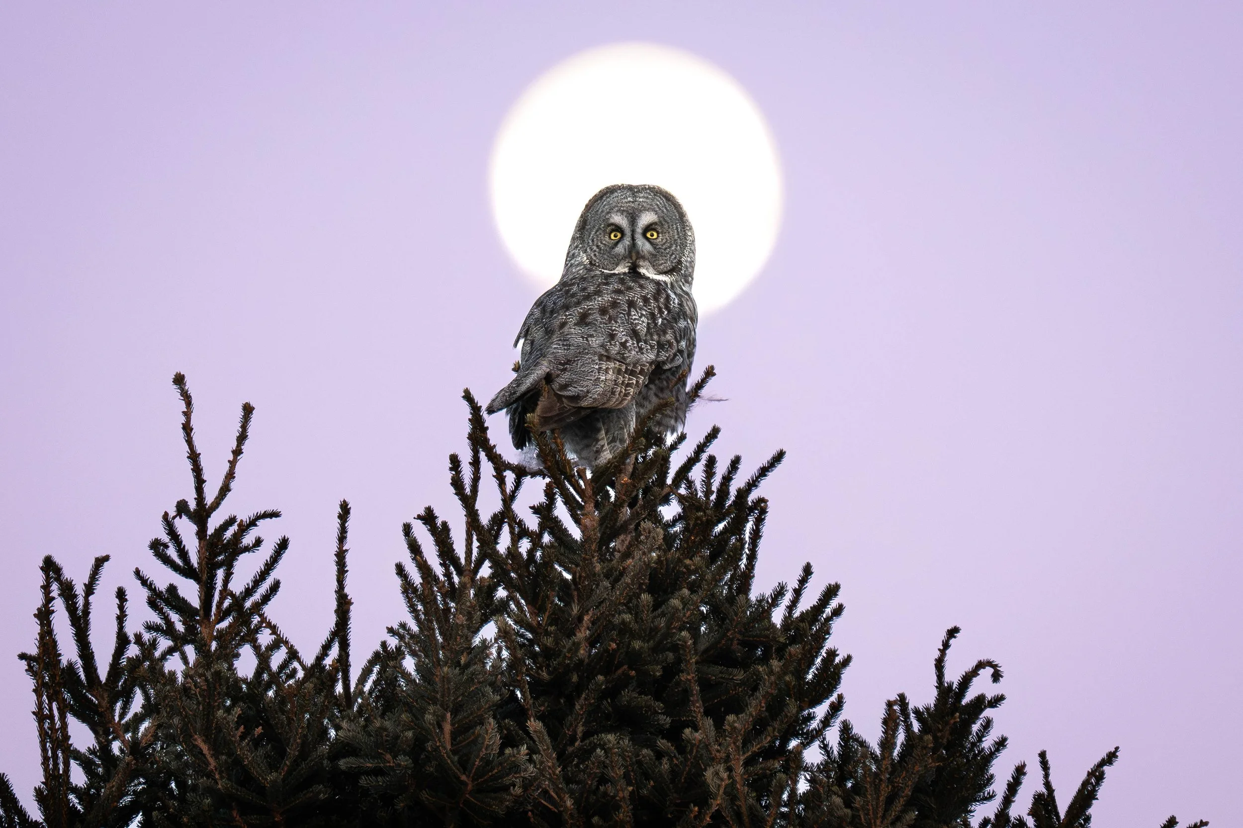 Chouette lapone au sommet d'un arbre posant devant la lune au Quebec