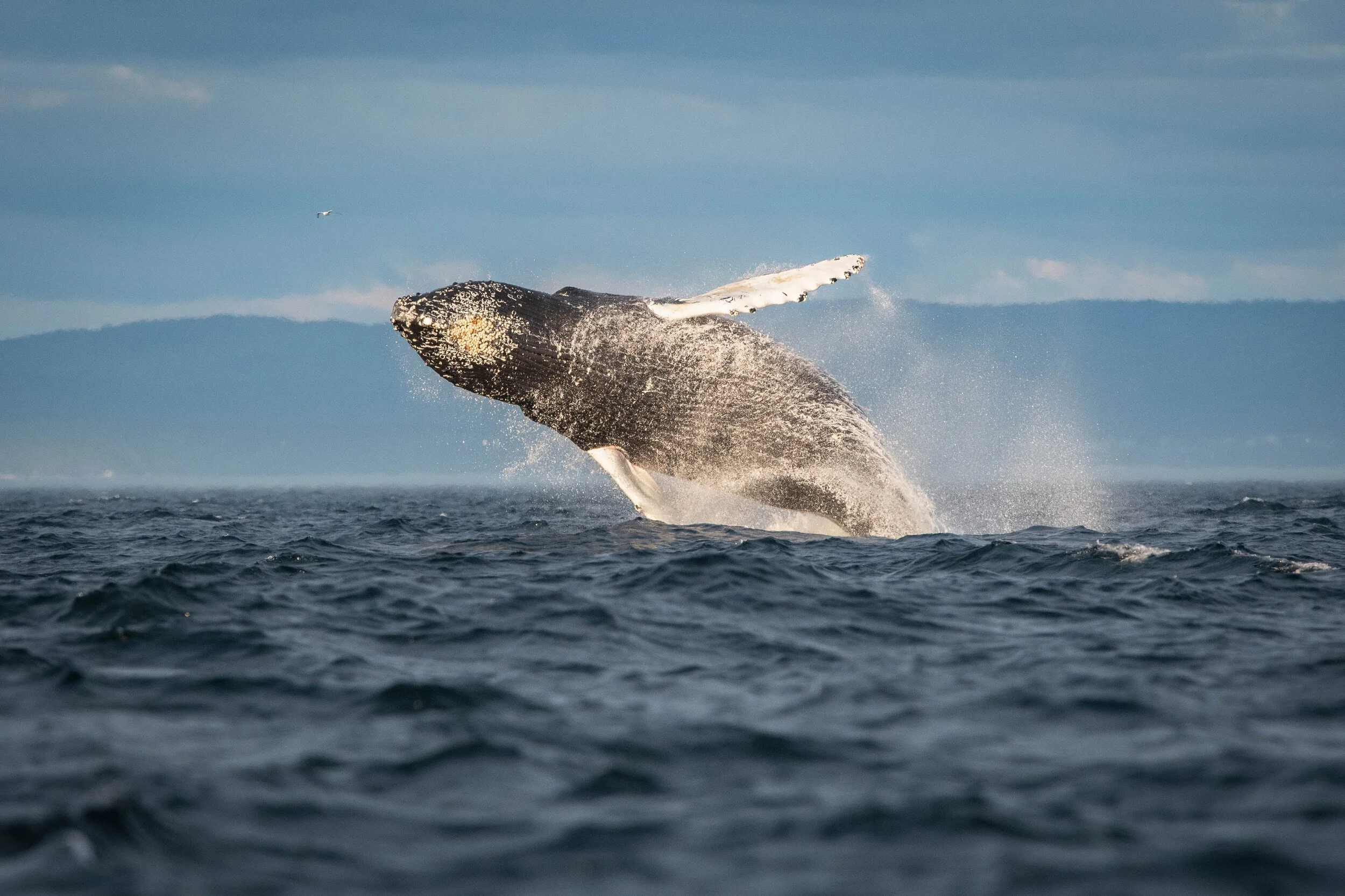 Breach saut de baleine à bosse à tadoussac coucher de soleil croisière humpback