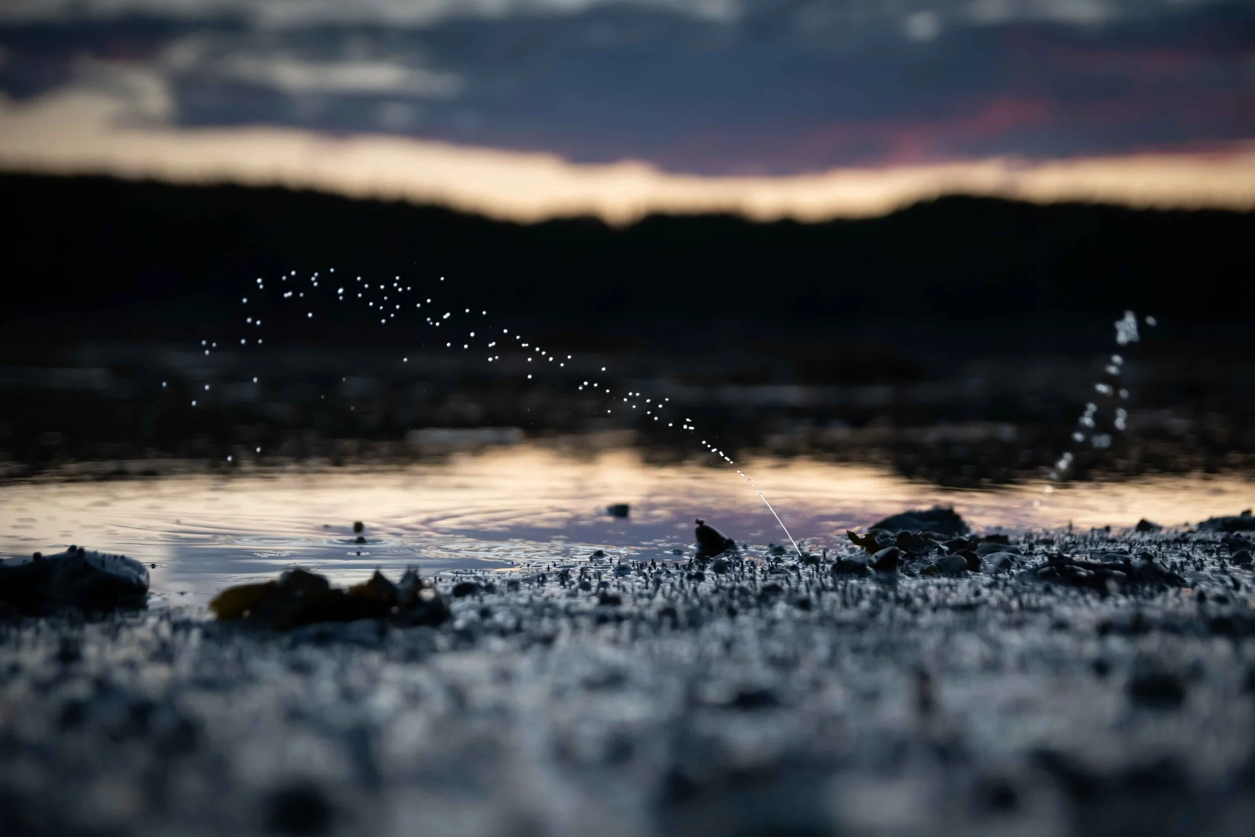 Mye commune - mollusque - bergeronnes - fleuve - syphon - filtreur