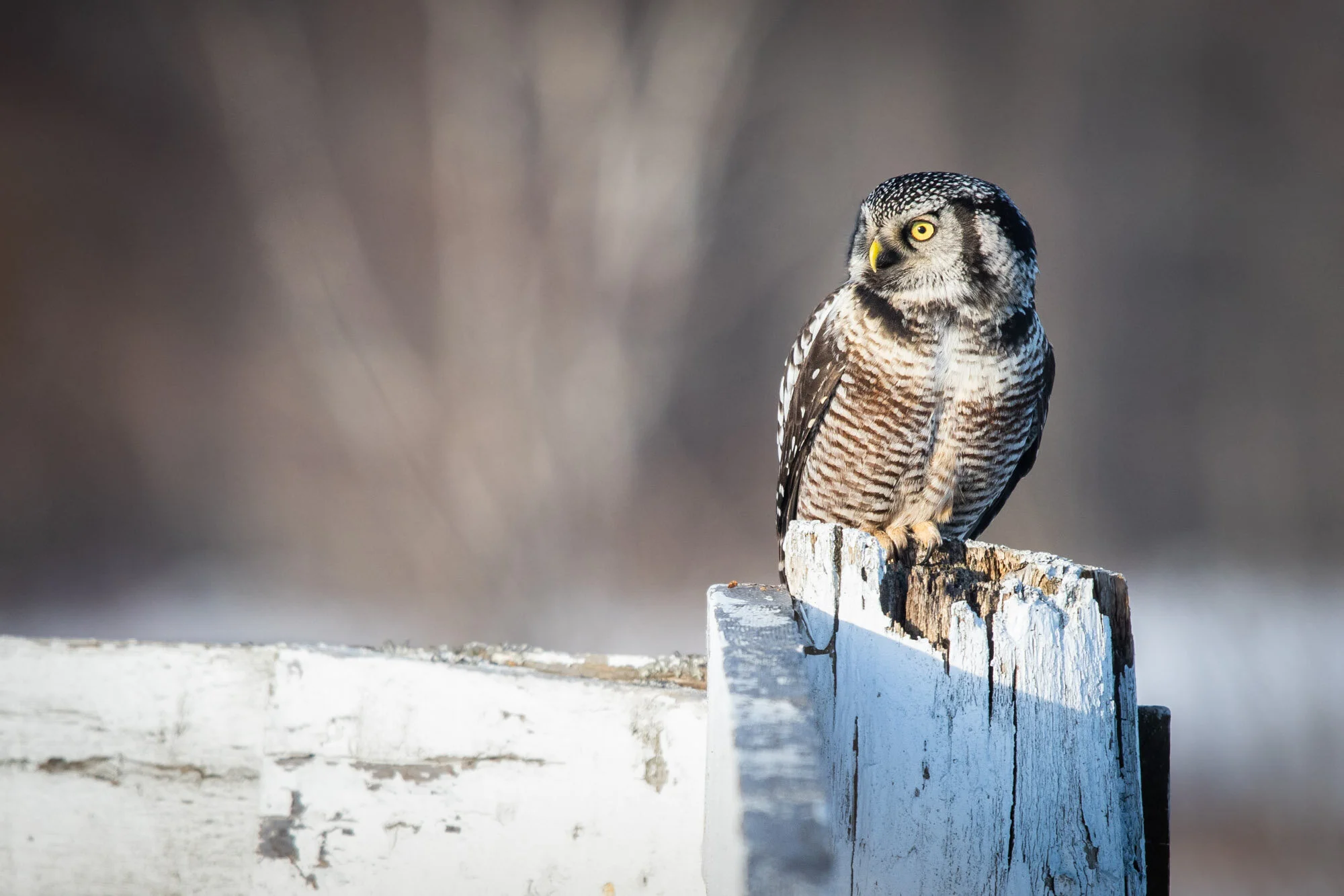 Chouette épervière Northern Hawk Owl Surnia ulula