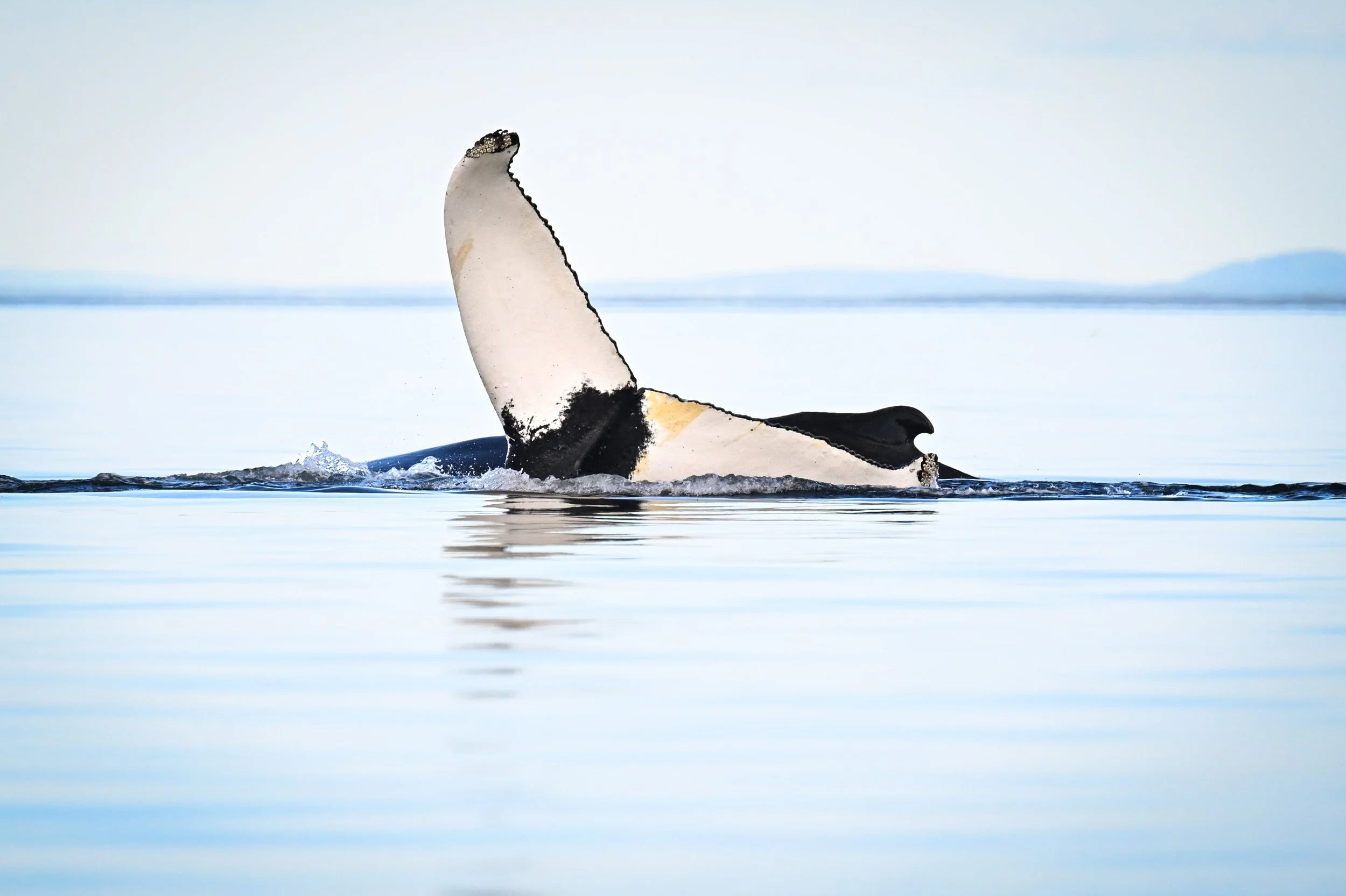 Les deux baleines a bosse eline et gaspar au large du saint-laurent au quebec