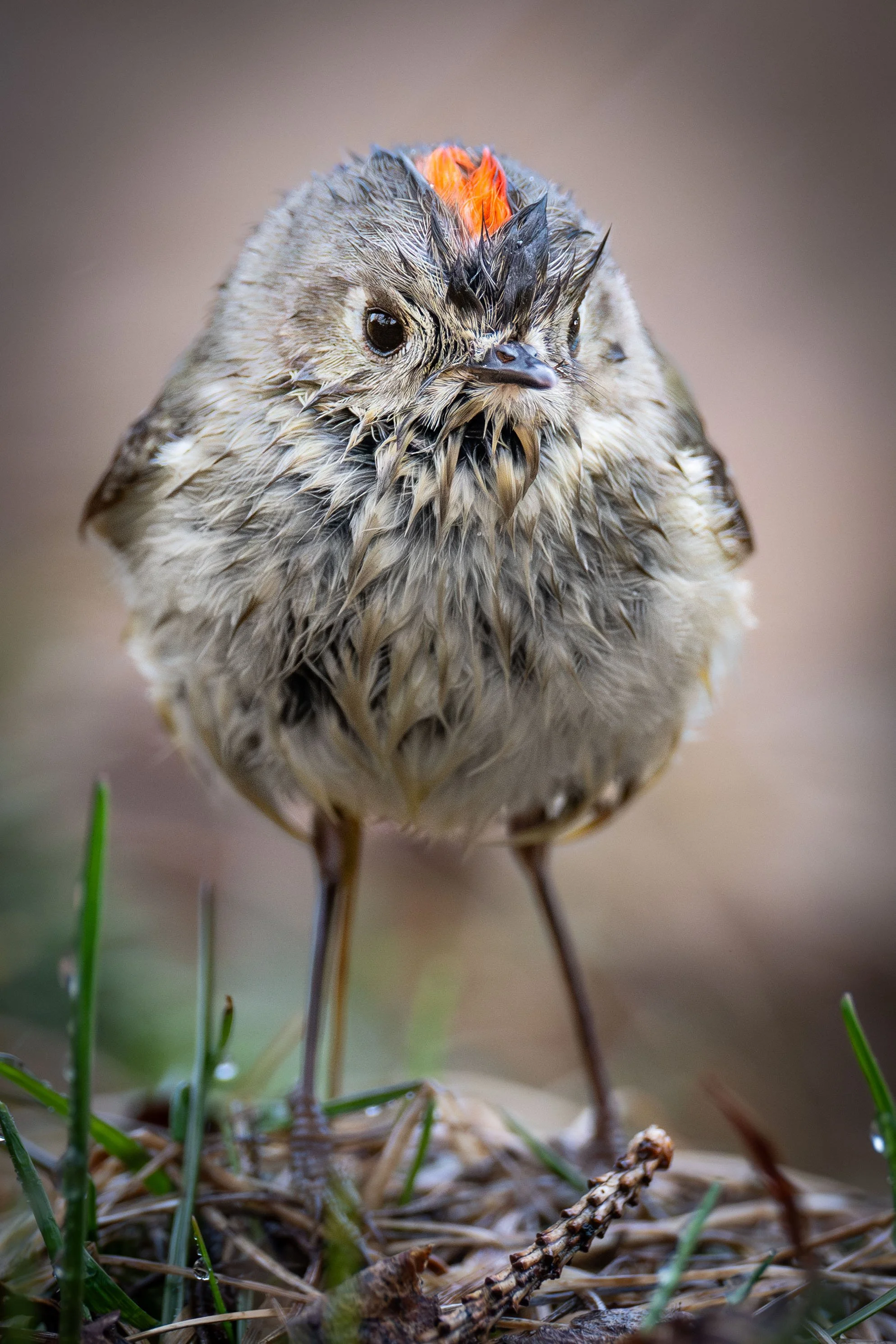 roitelet à couronne rubis mignon sous la pluie au Québec