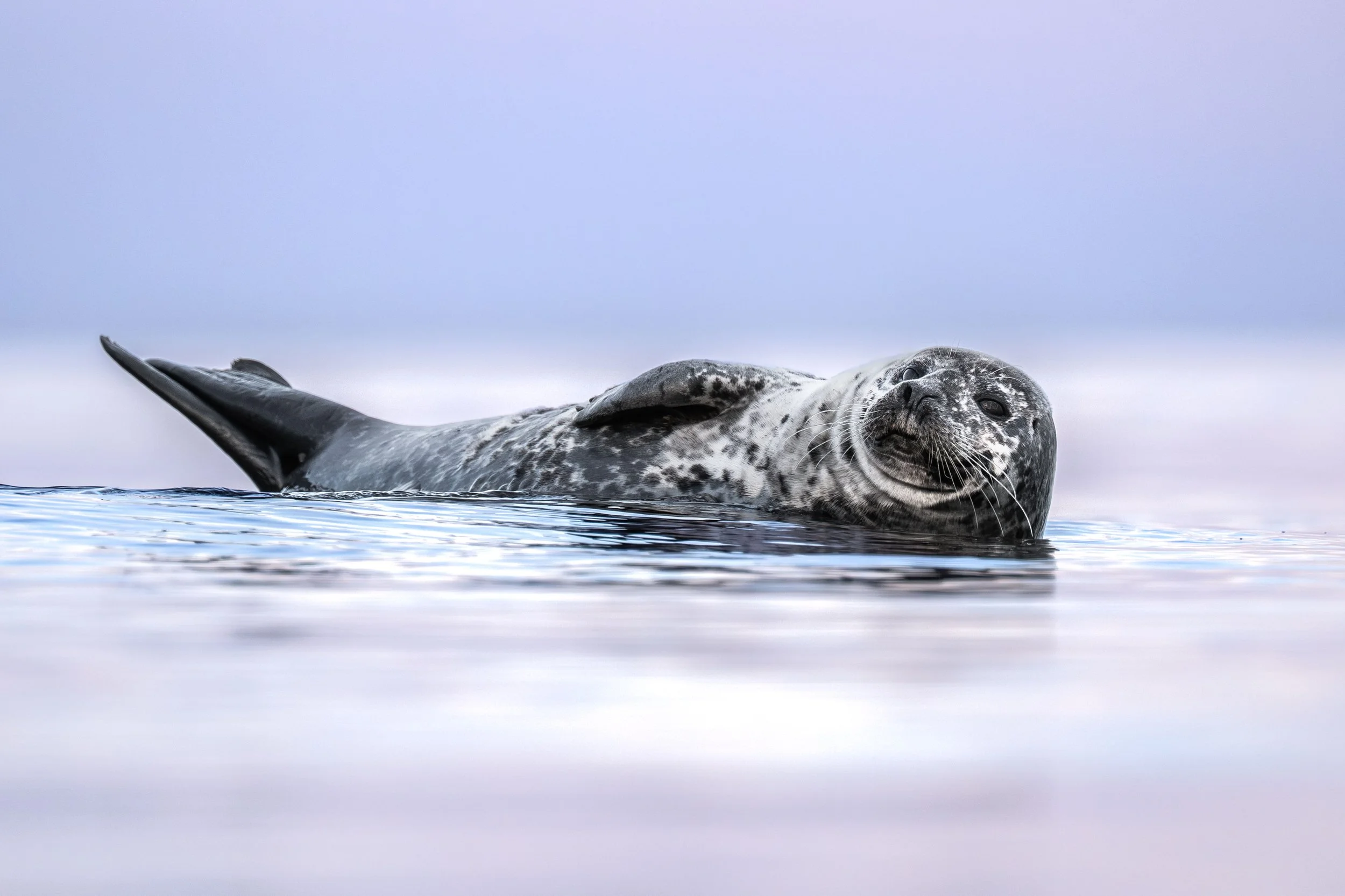 phoque commun dans l'eau dans le fleuve saint-laurent