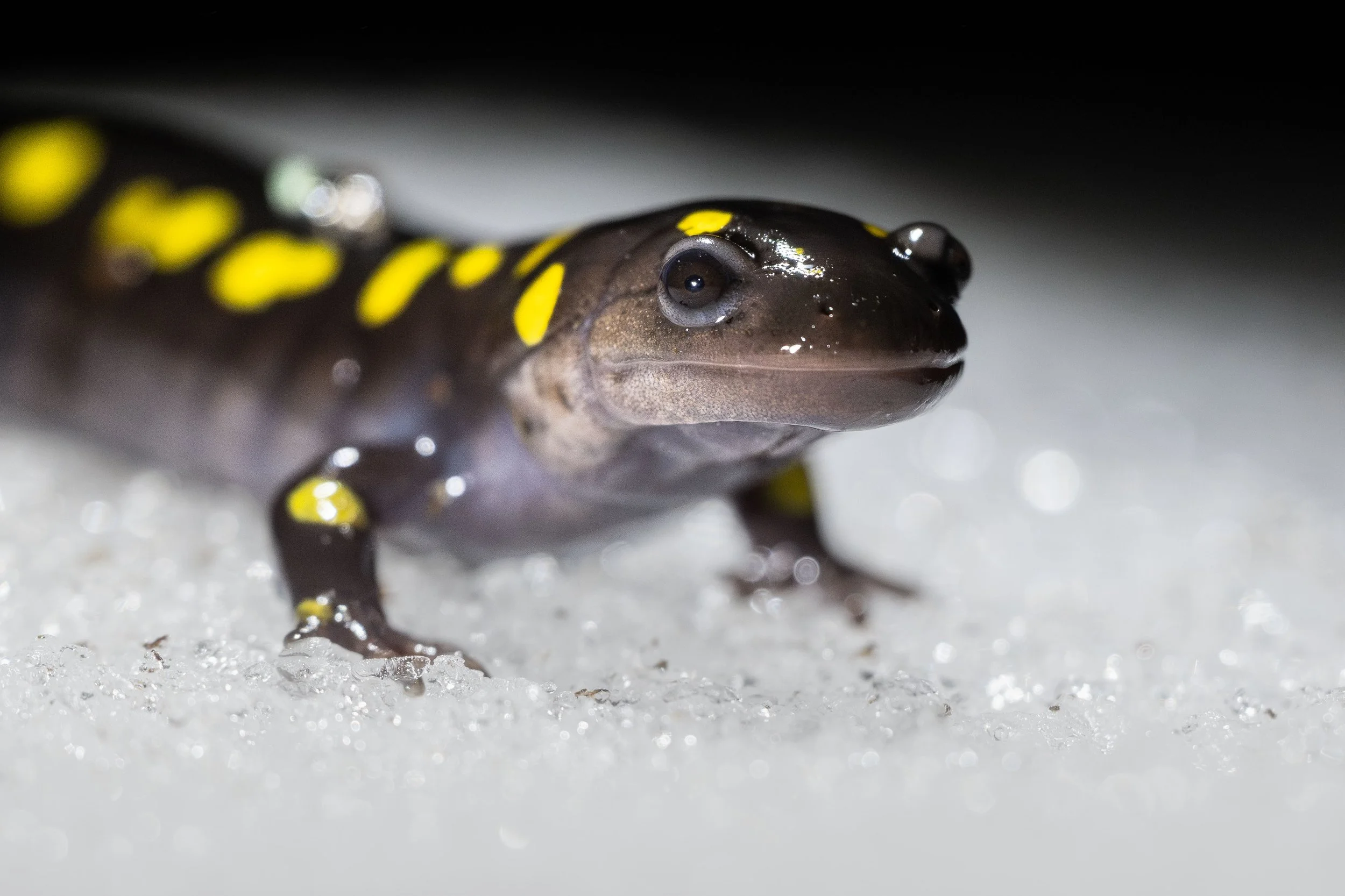 salamandre maculée en migration dans la neige au Quebec