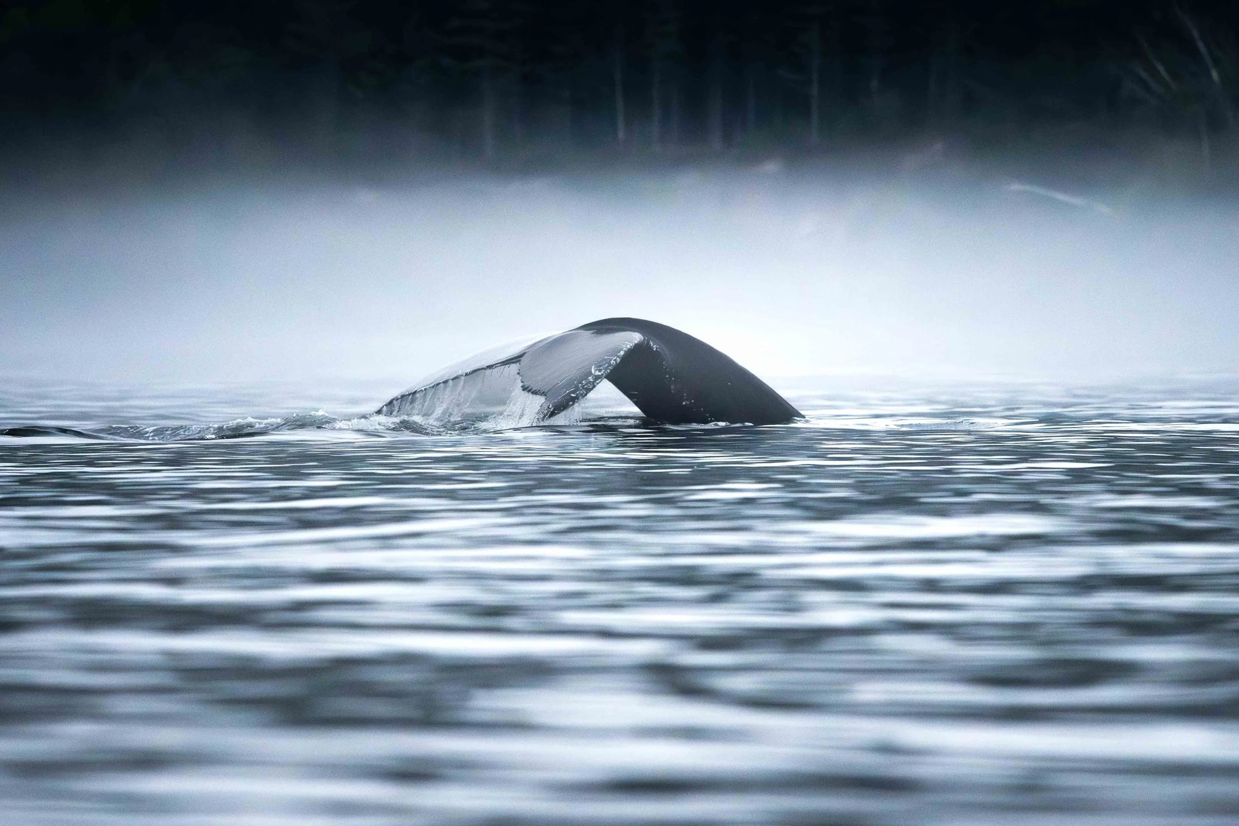 _DSC9686-Avec accentuation-Bruit.jpg