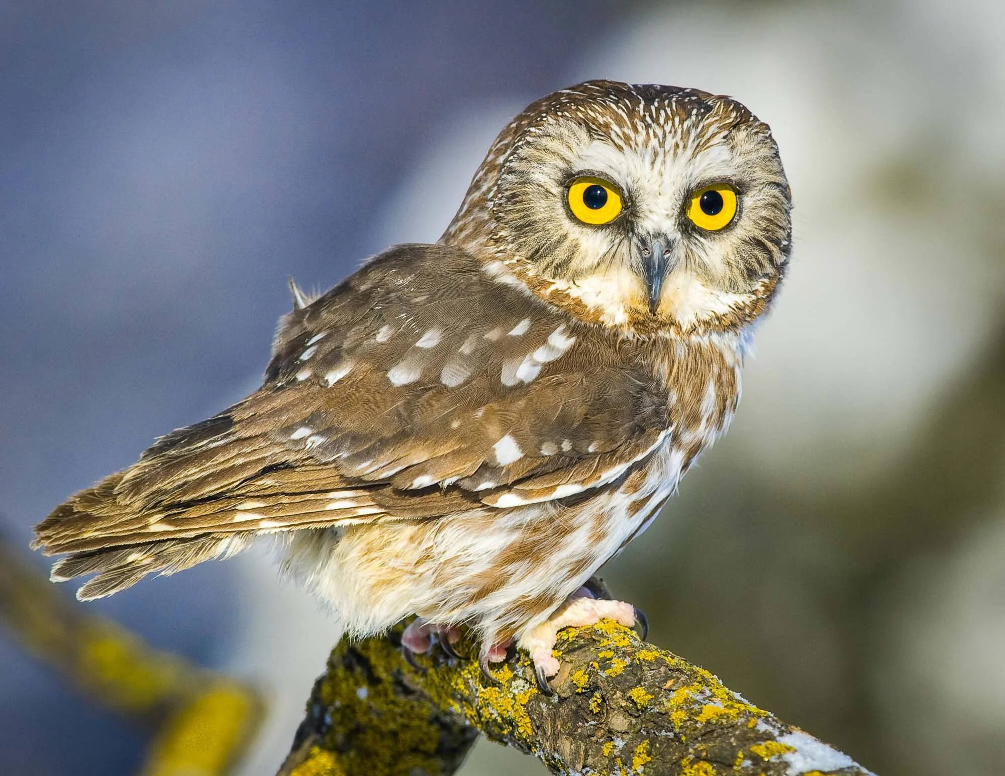 Petite Nyctale Northern Saw-whet Owl Aegolius acadicus