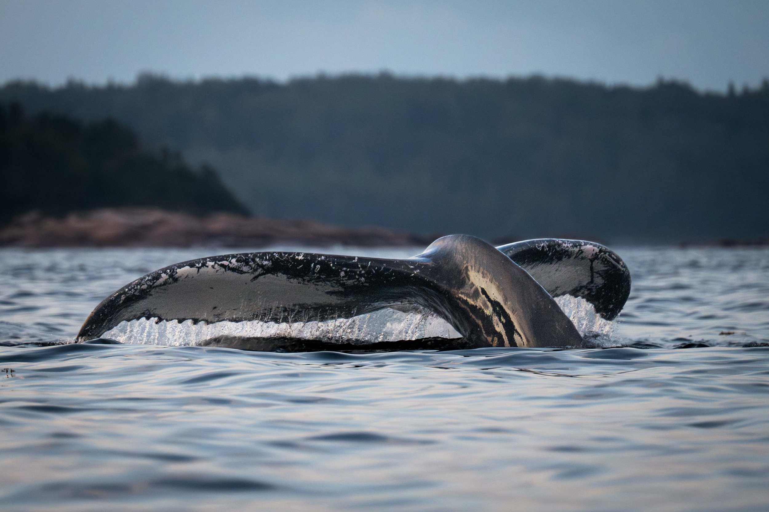 _DSC5617-Avec accentuation-Bruit.jpg