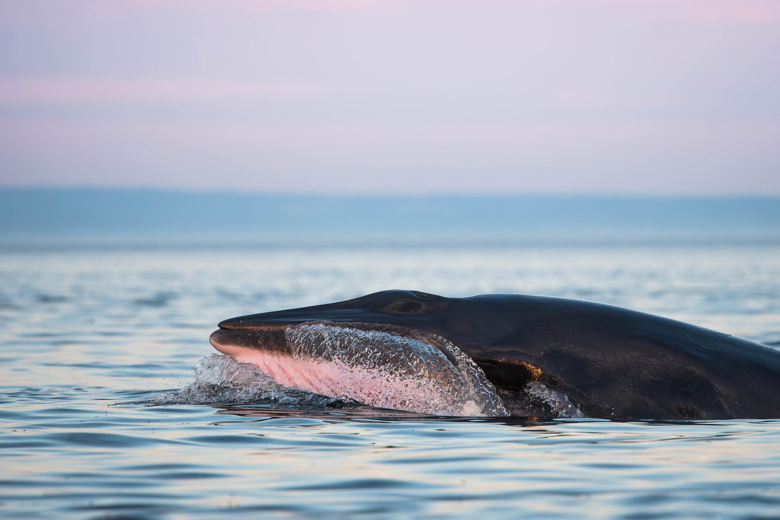 petit rorqual alimentation de surface