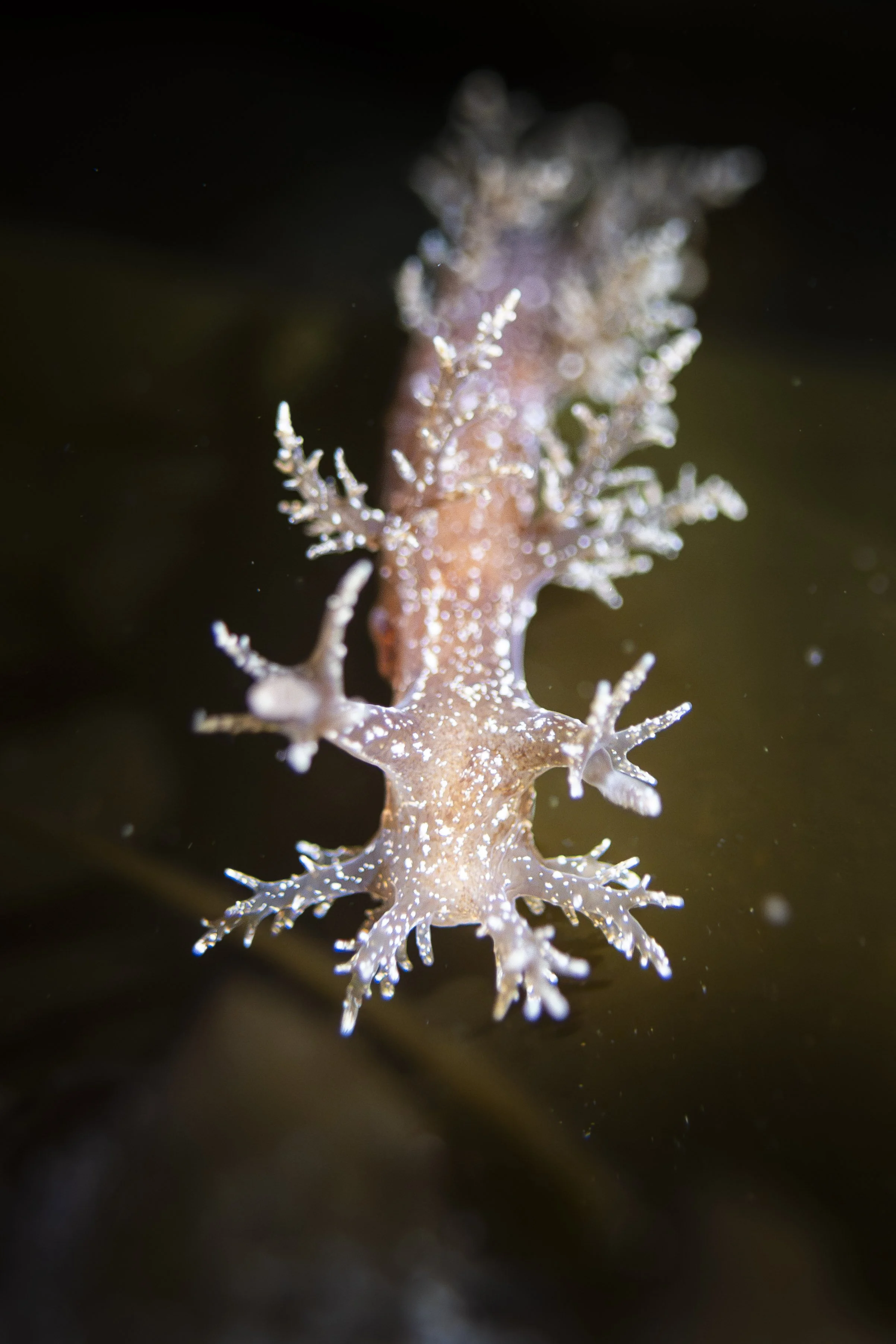 nudibranche hérissé fleuve saint-laurent bergeronnes plongée