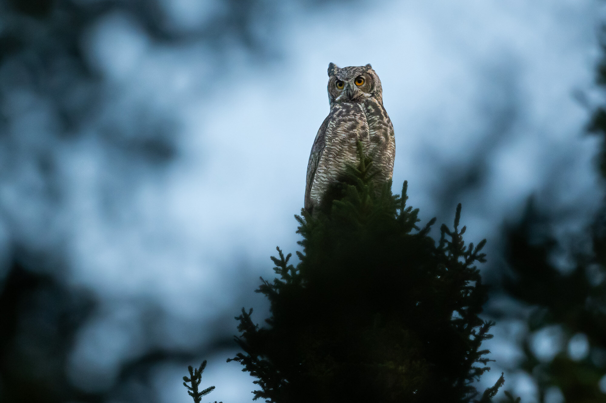 Grand-duc d'Amérique Bubo virginianus great horned owl