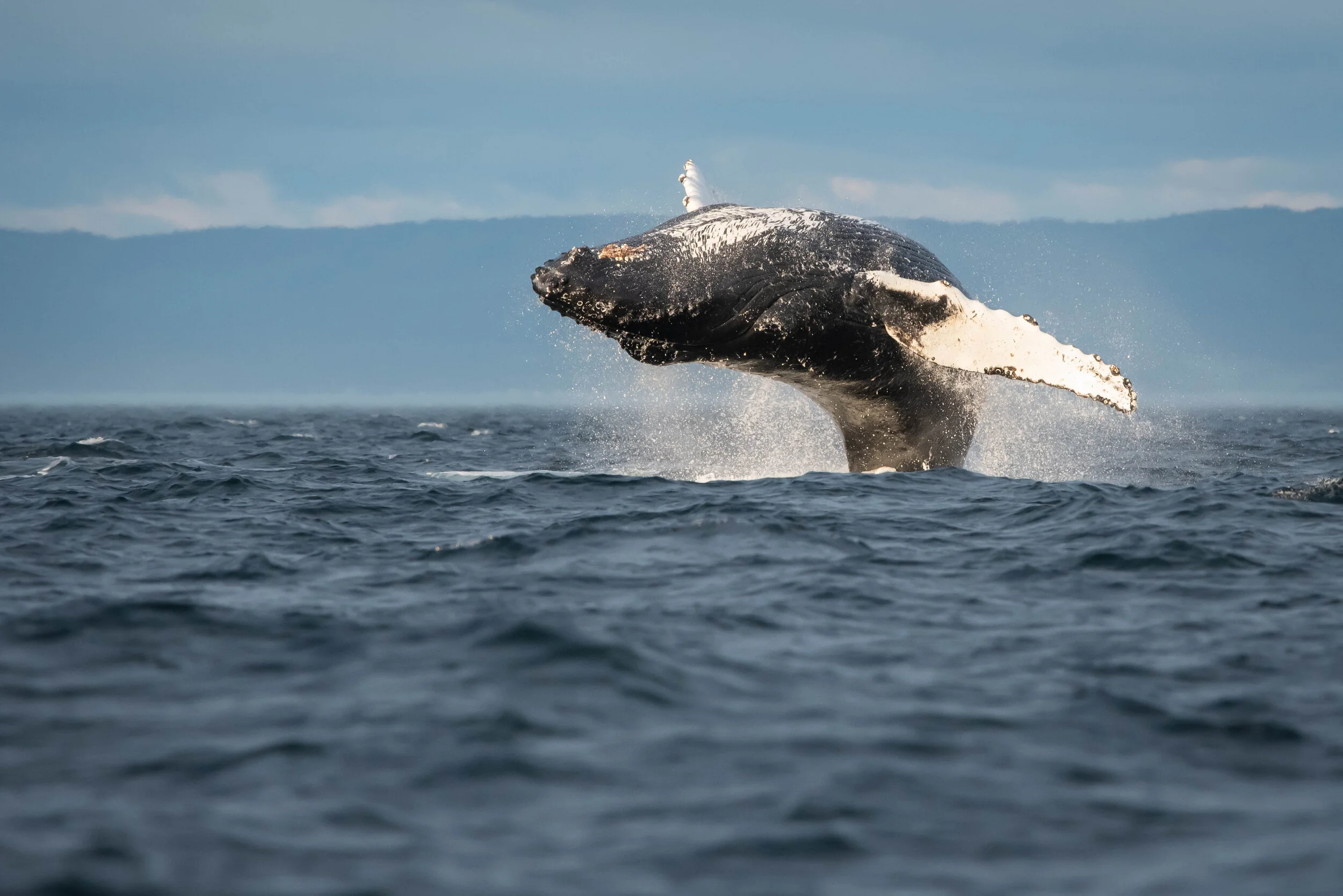 saut de baleine à bosse tadoussac saint-laurent breach humpback québec canada croisière 