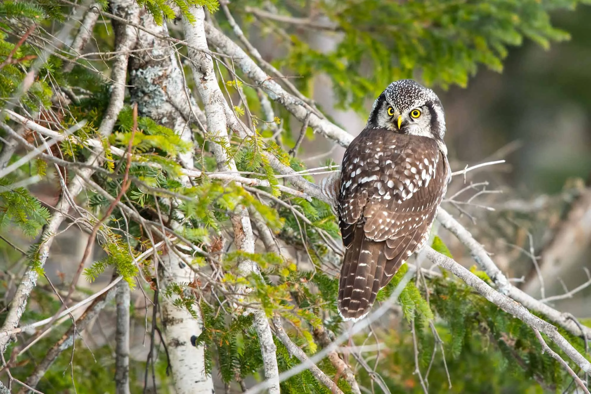 Chouette épervière Northern Hawk Owl Surnia ulula