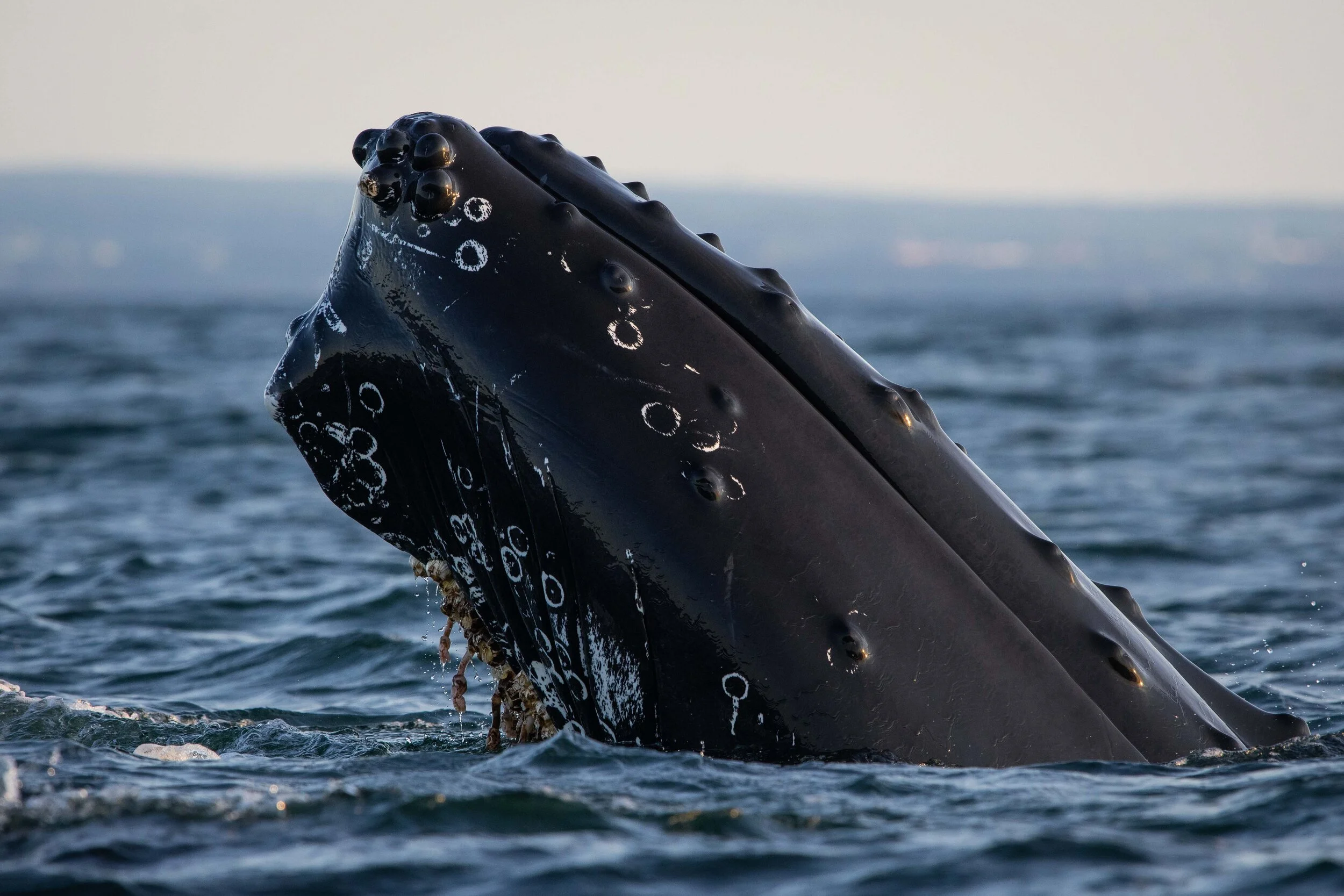 saut de baleine à bosse tadoussac saint-laurent breach humpback québec canada croisière tête spyhopping