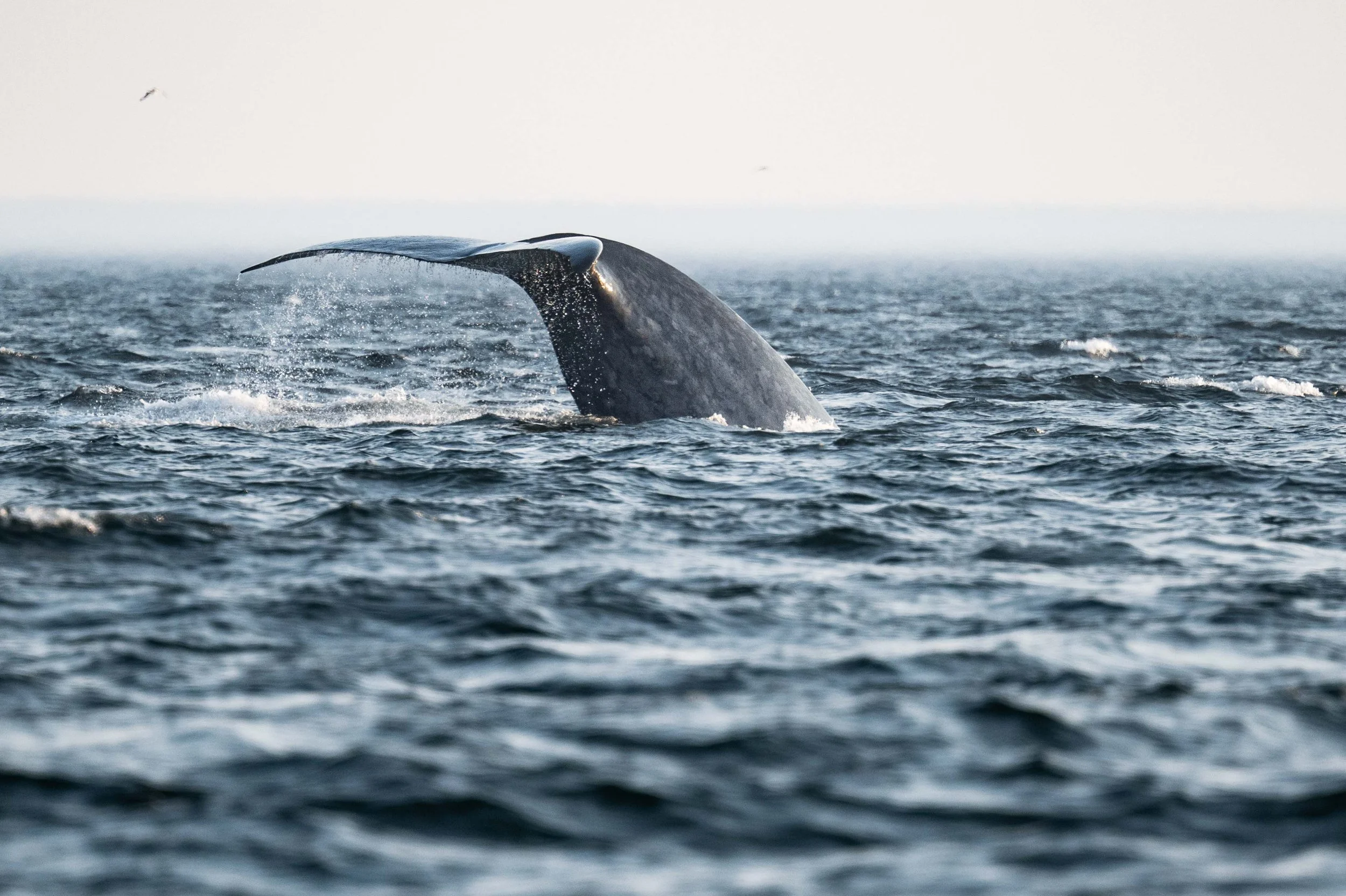 rorqual bleu baleine bleue tadoussac fleuve saint-laurent escoumins bergeronnes