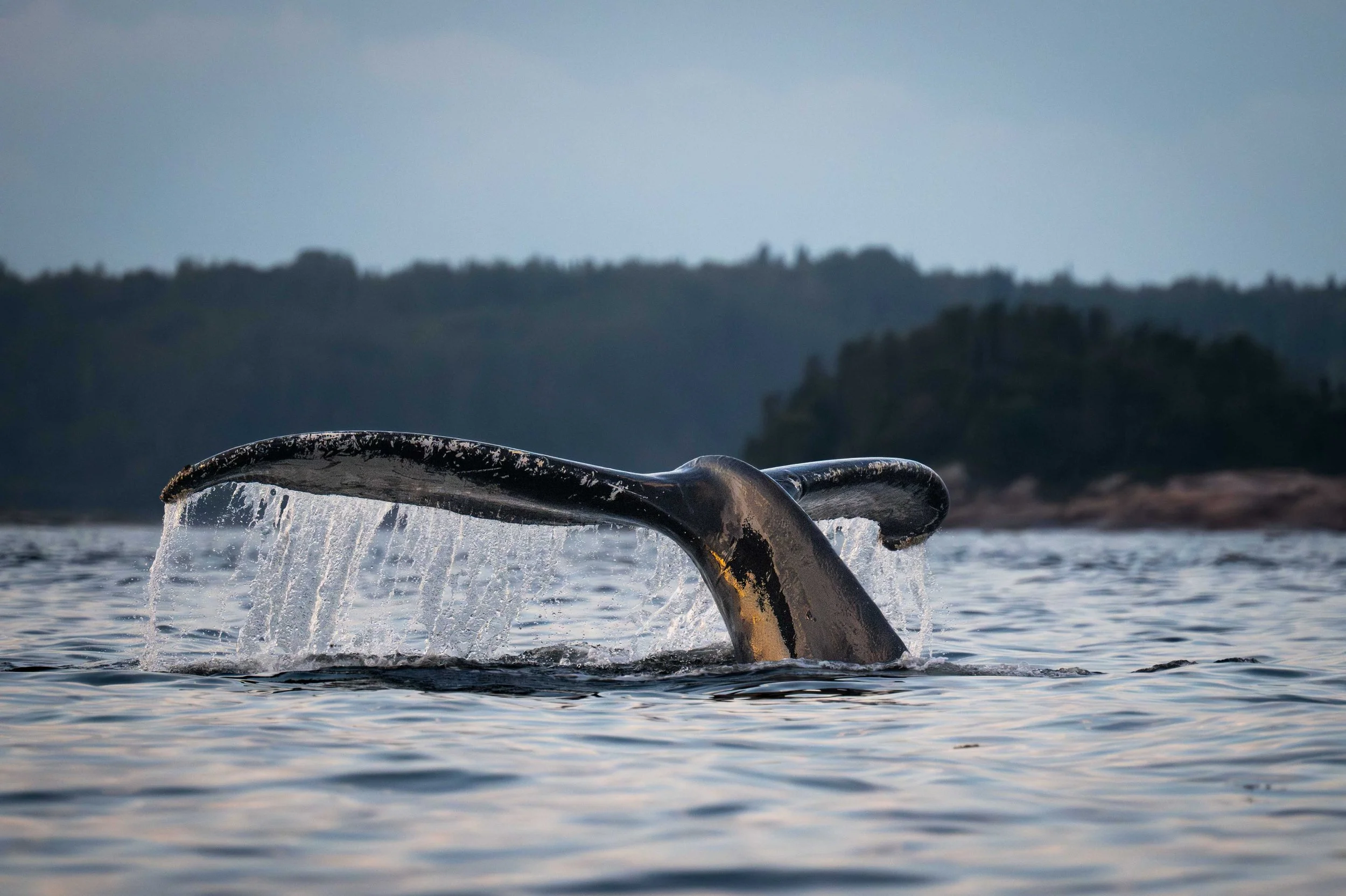 _DSC5546-Avec accentuation-Bruit.jpg