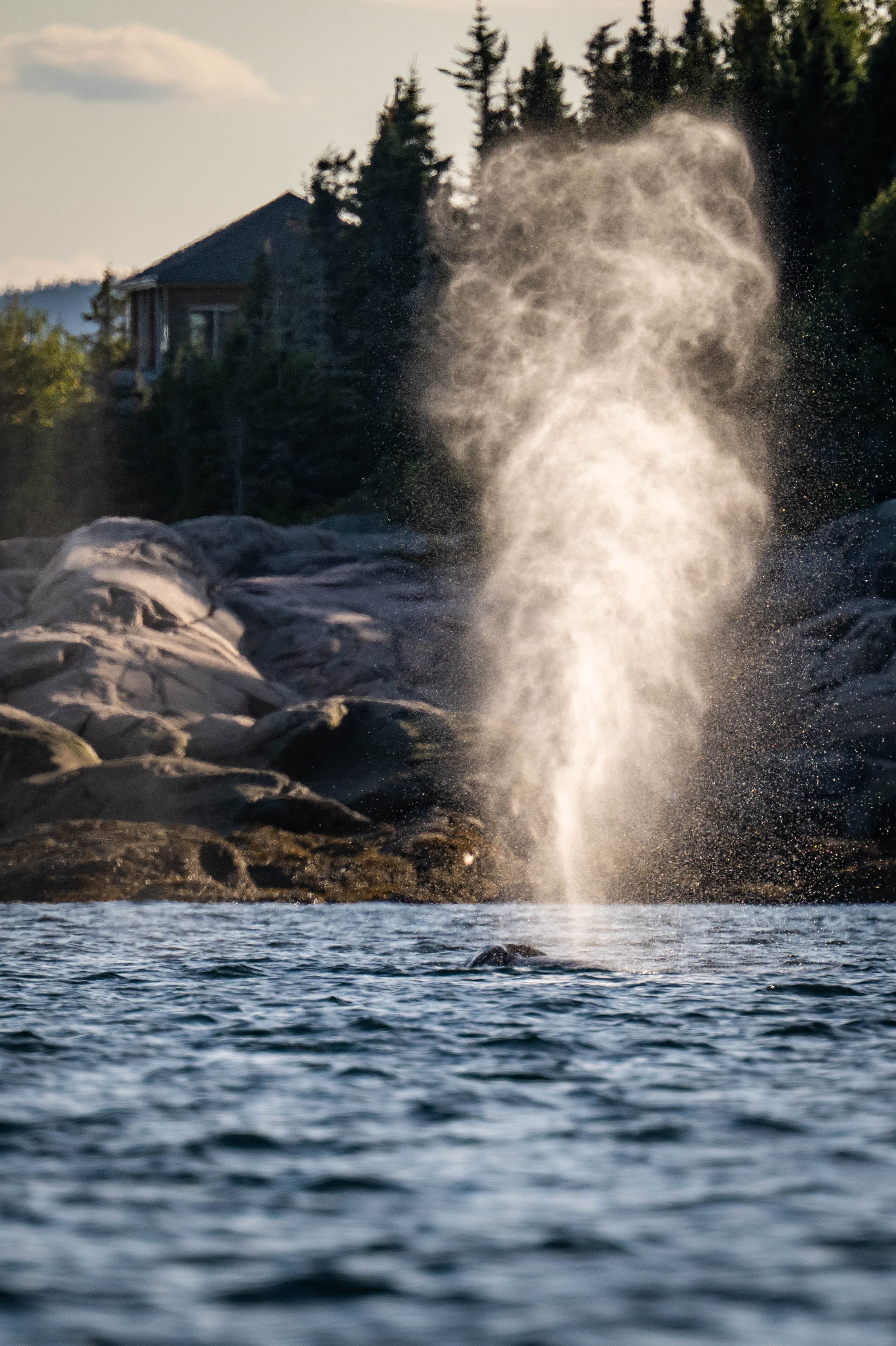 baleine à bosse rorqual tadoussac escoumins québec