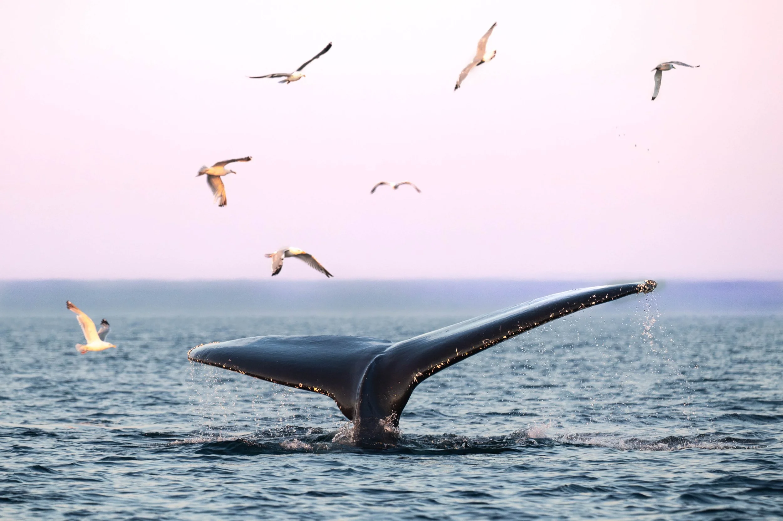 baleine à bosse tadoussac 