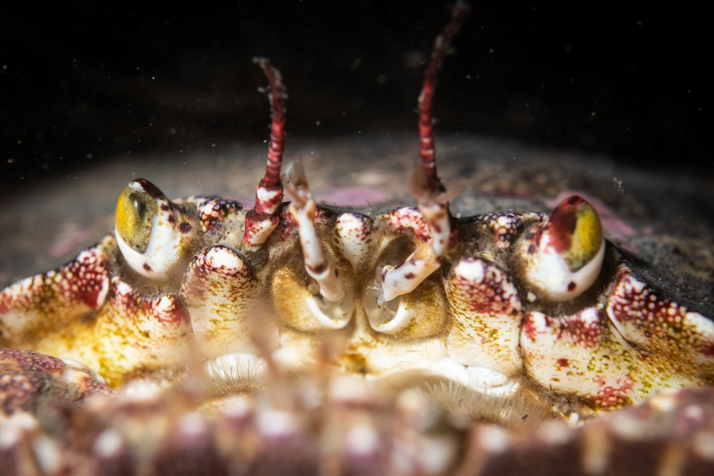 crabe commun tourteau saint-laurent sous-marin