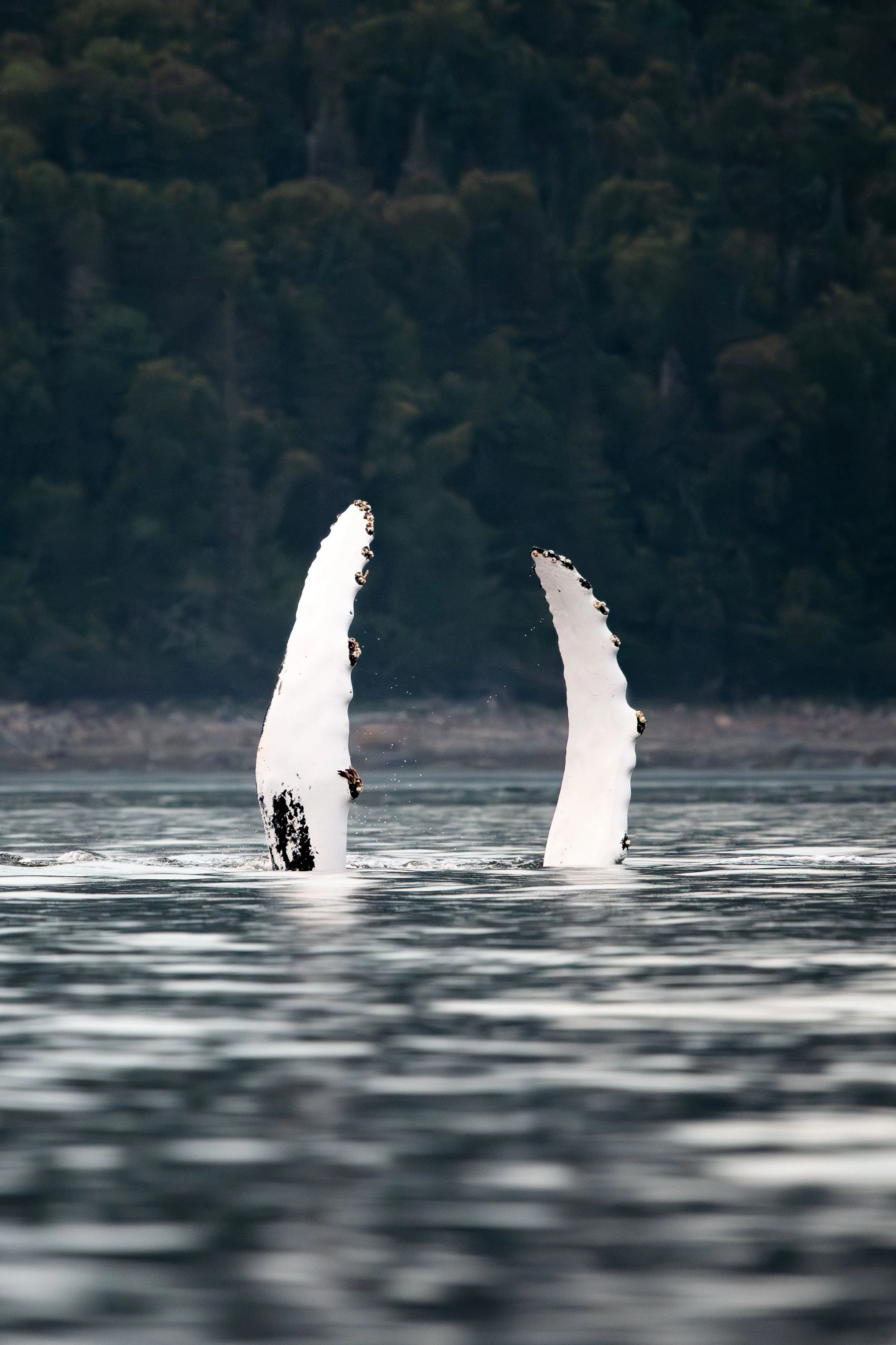 pectorales baleine à bosse queen