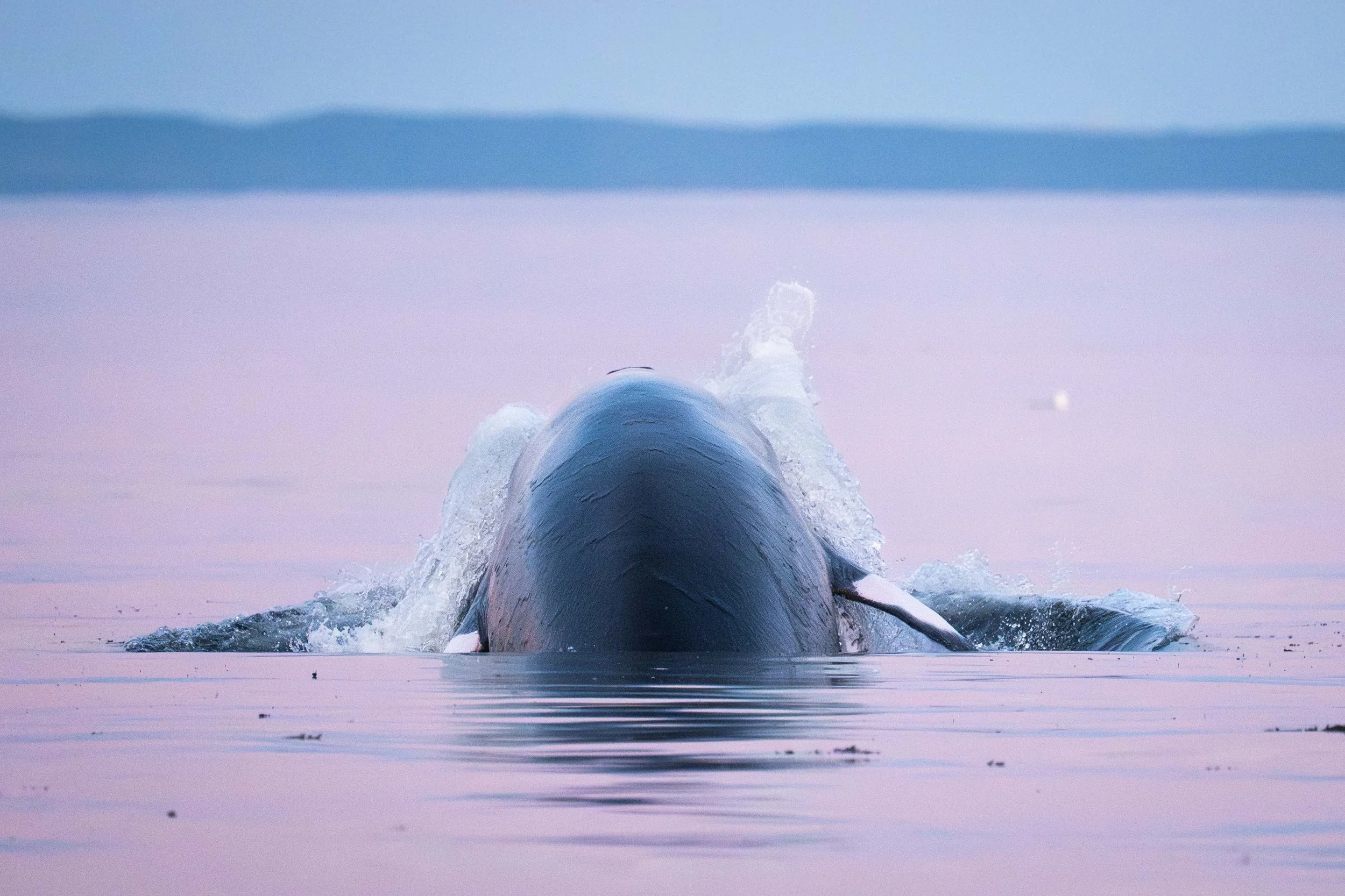 petit rorqual en alimentation de surface au large des escoumins au quebec