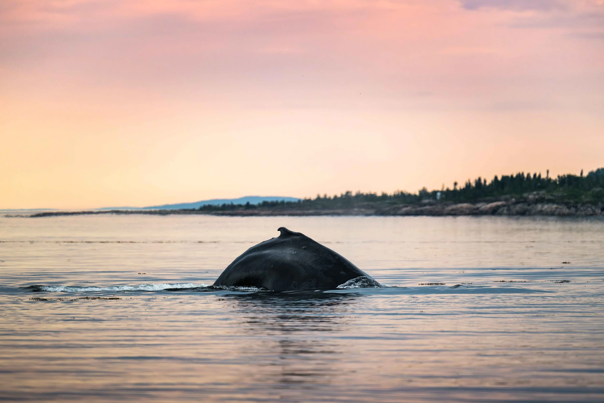 _DSC9856-Avec accentuation-Bruit.jpg