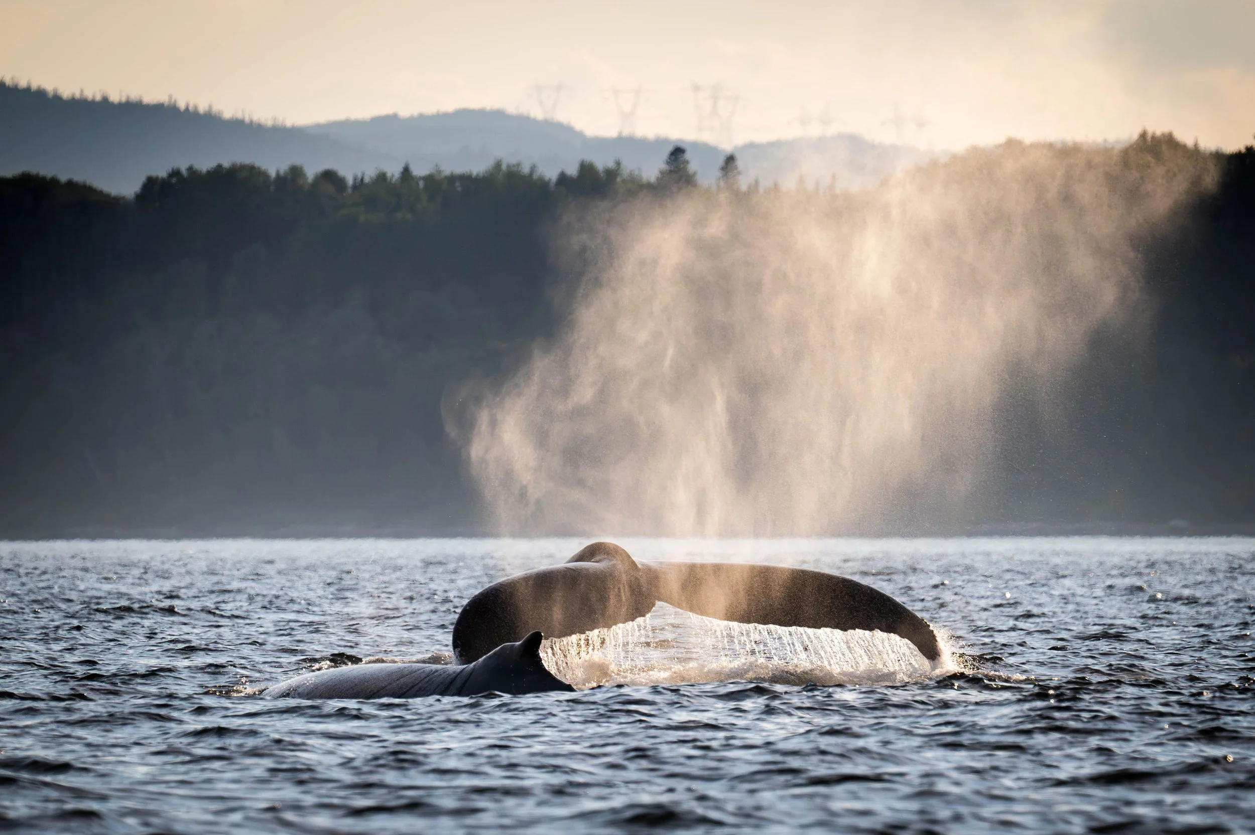 baleine à bosse rorqual tadoussac escoumins québec