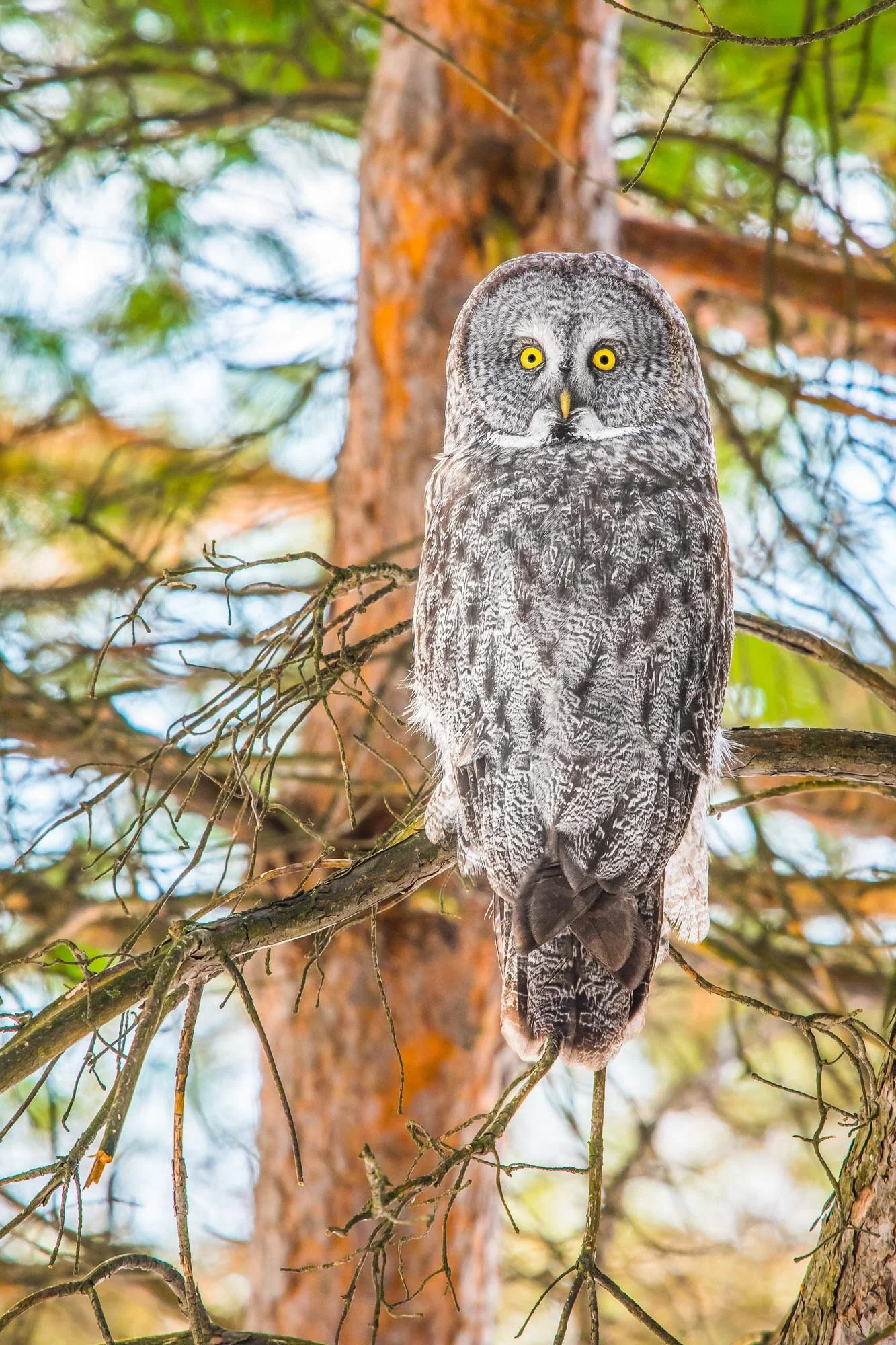 Chouette lapone Great Gray Owl Strix nebulosa