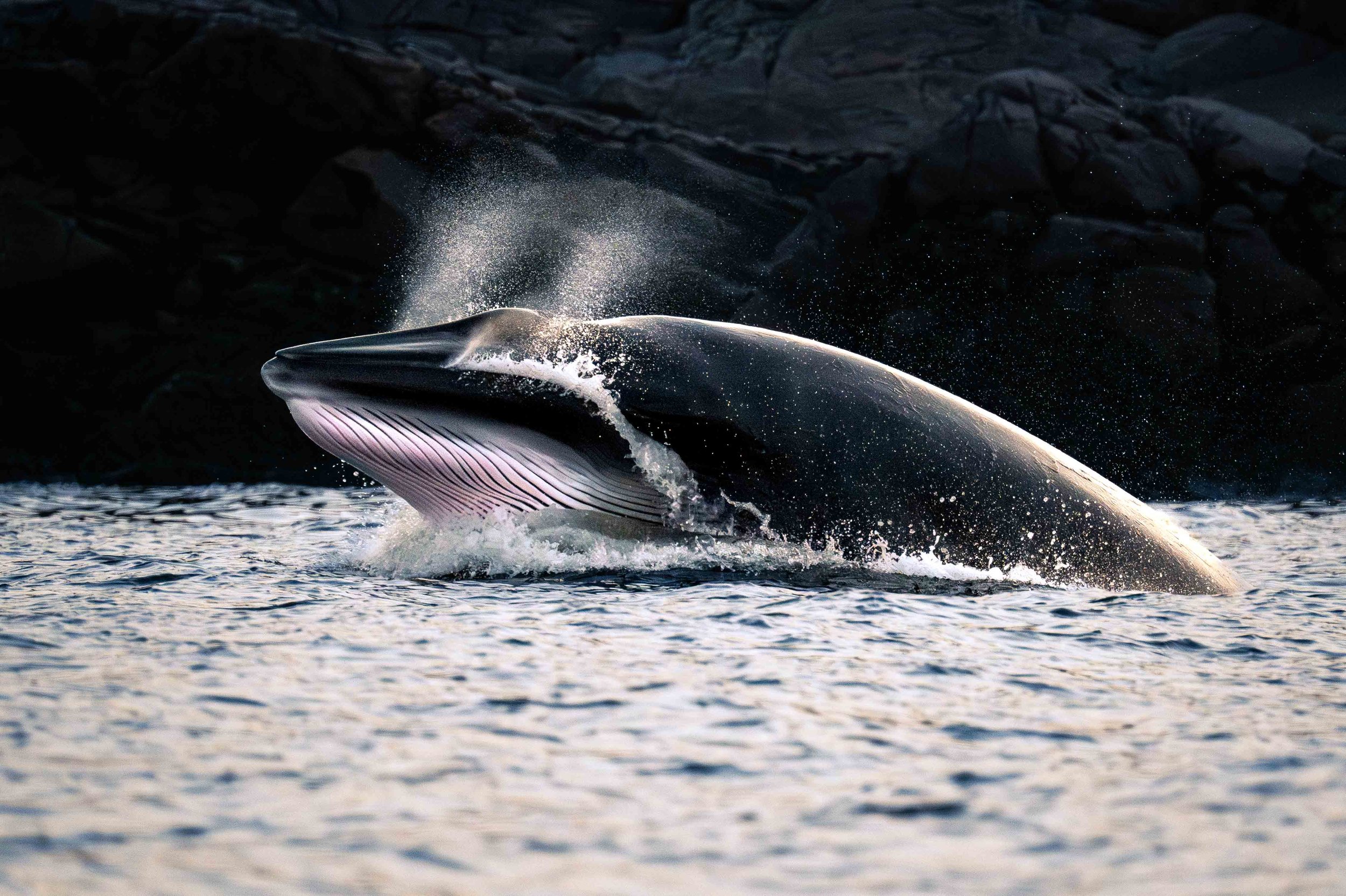 _DSC2423-Avec accentuation-Bruit.jpg