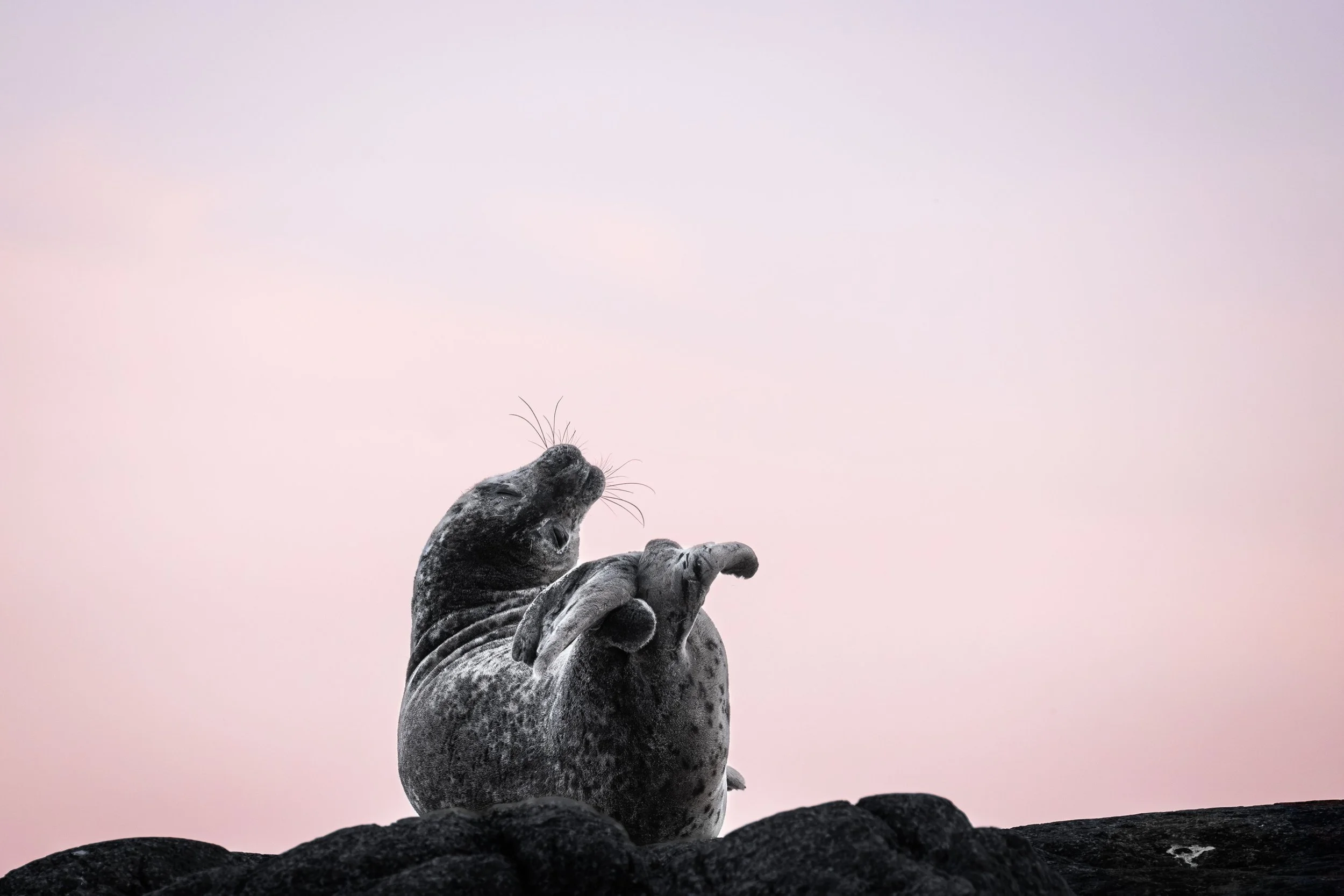 phoque commun québec saint-laurent escoumins tadoussac