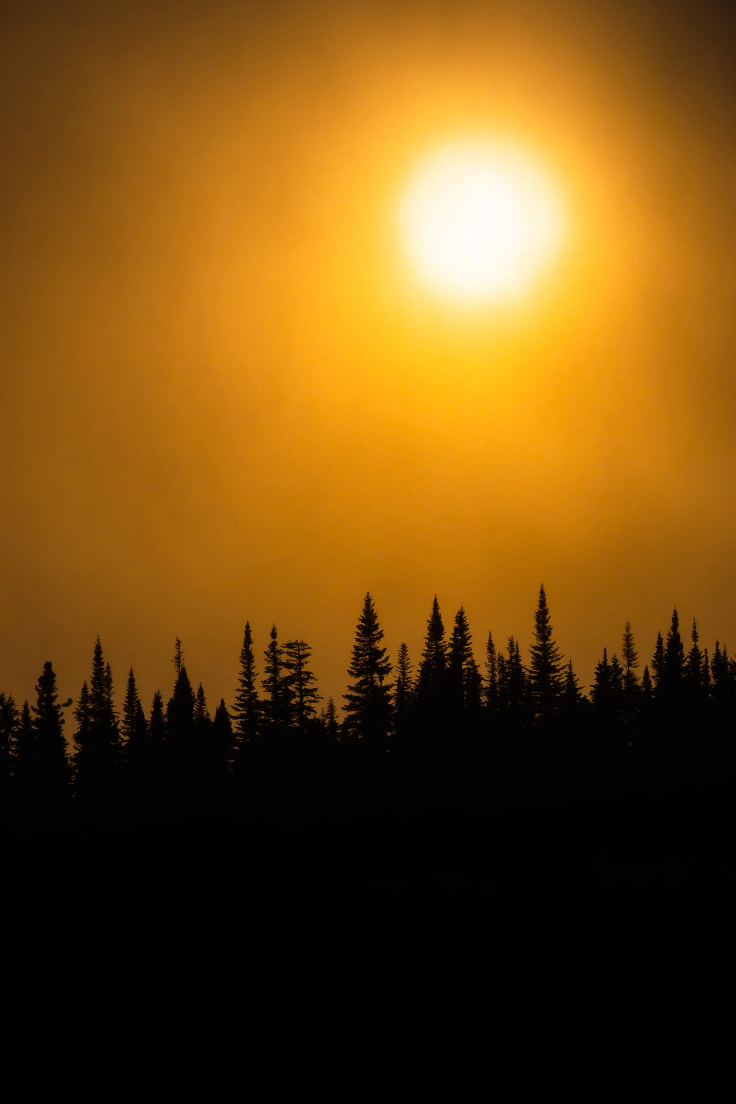 arbres soleil brume paysage grands-jardins