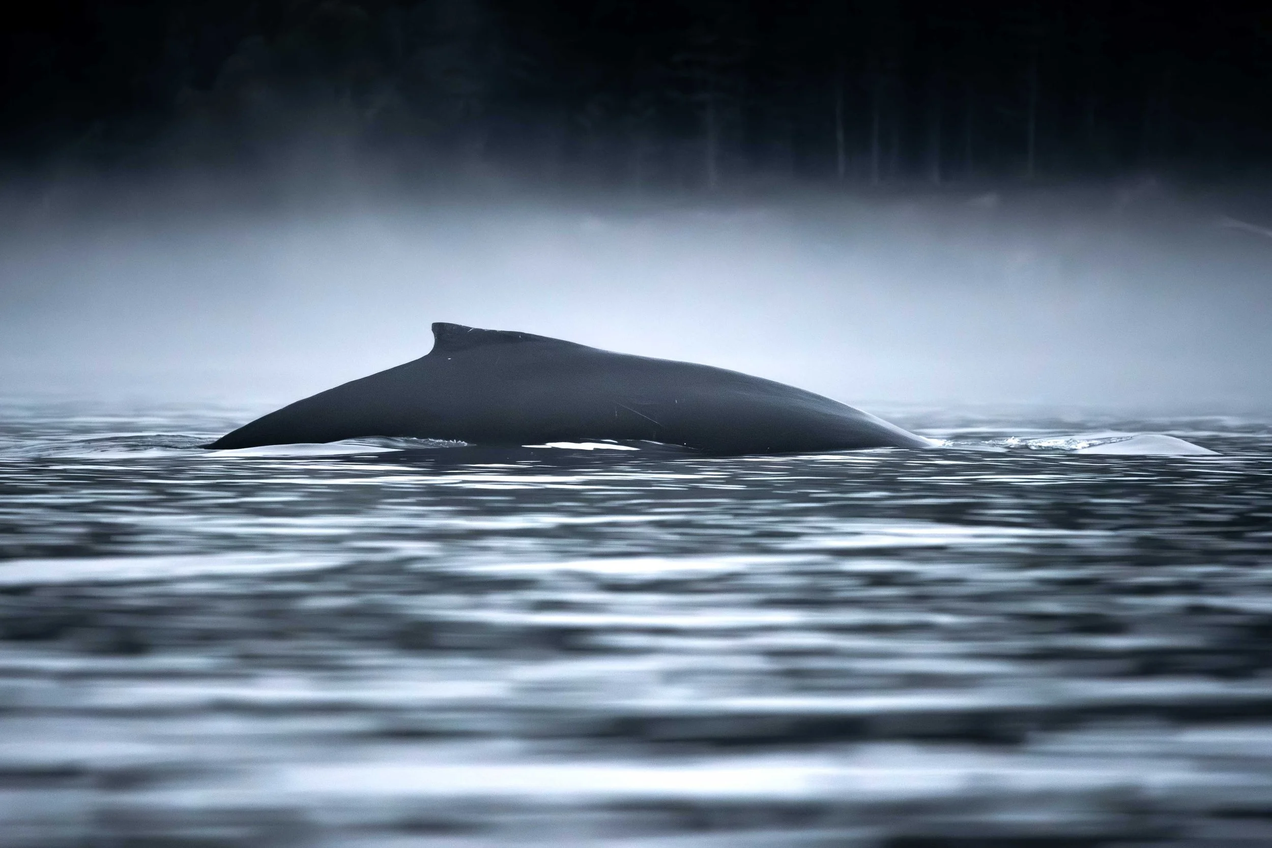 baleine à bosse TicTacToe